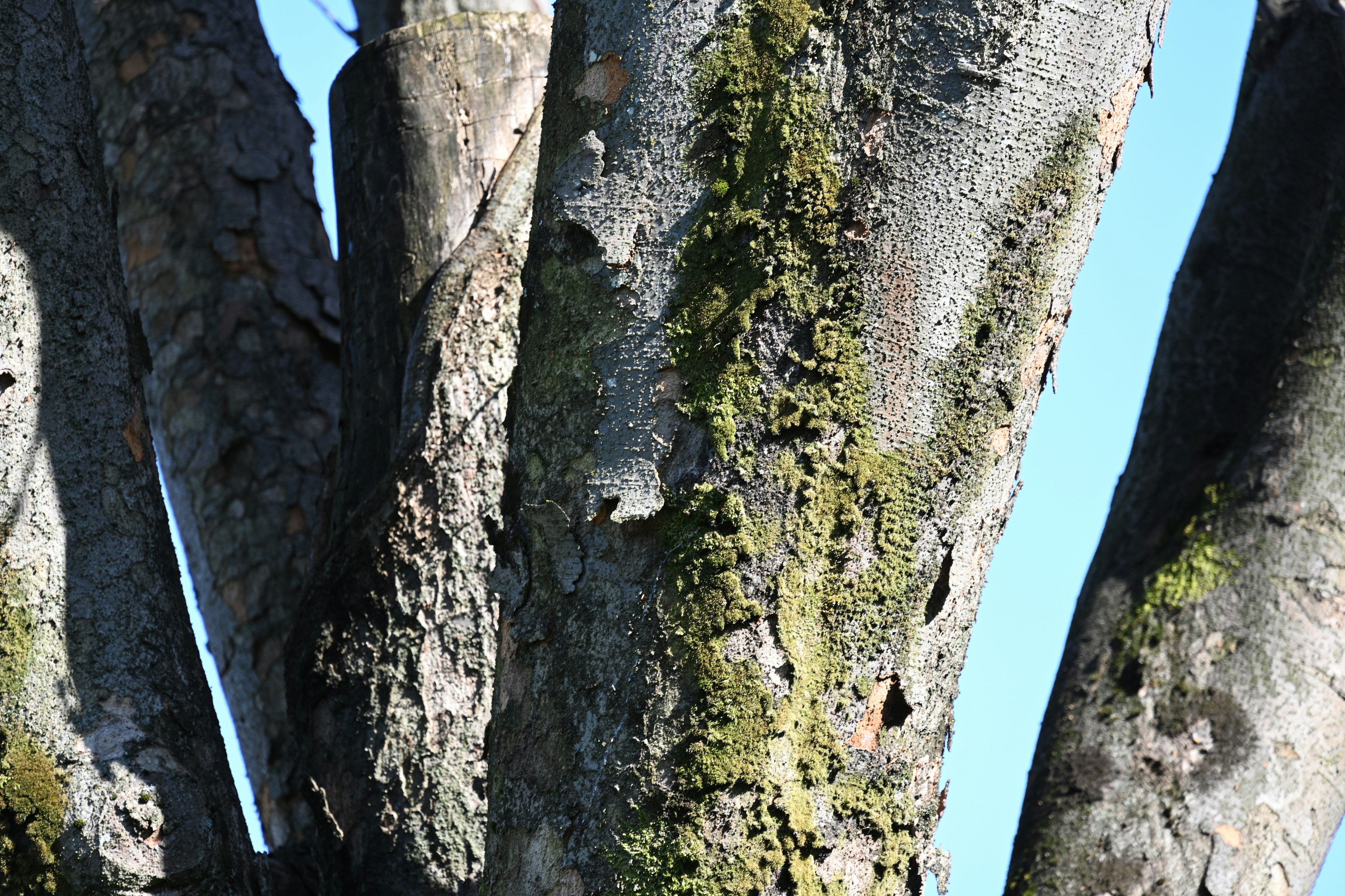 Acercamiento de la corteza de un árbol mostrando textura y crecimiento de musgo