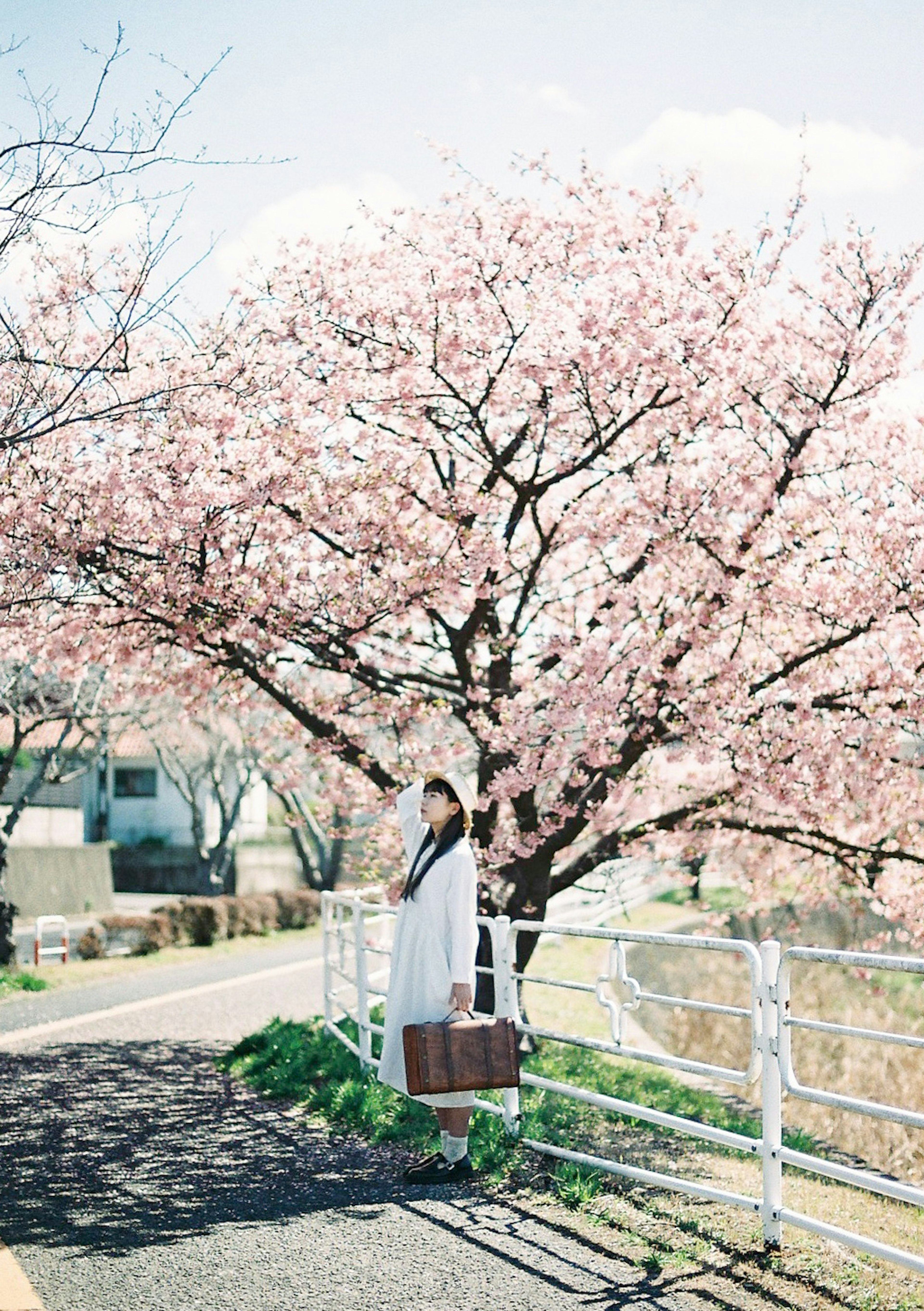 桜の木の下に立つ女性の写真、淡いピンクの花が咲いている