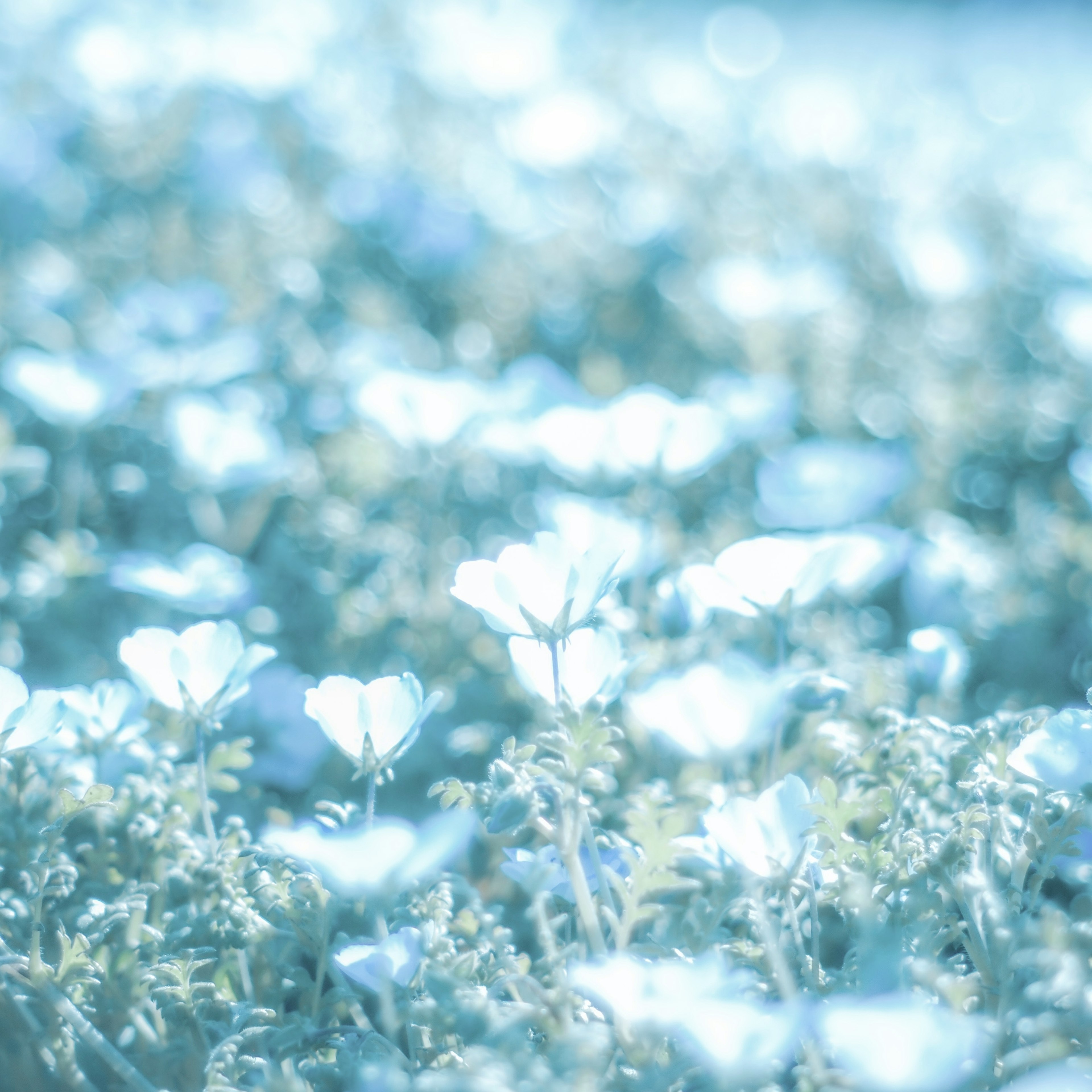 Image floue d'un paysage avec des fleurs bleues en fleurs