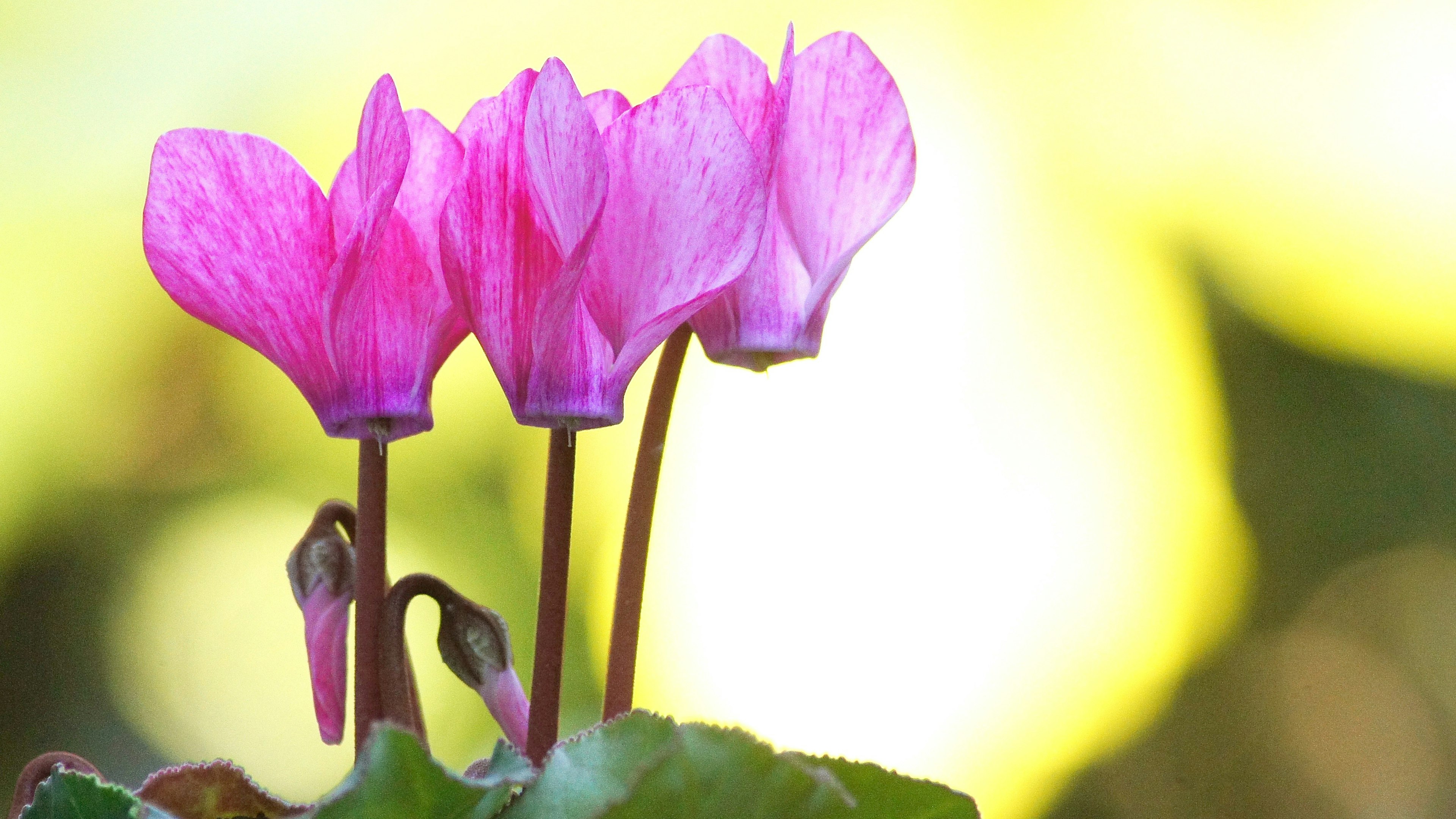 Bunga siklamen pink cerah yang sedang mekar