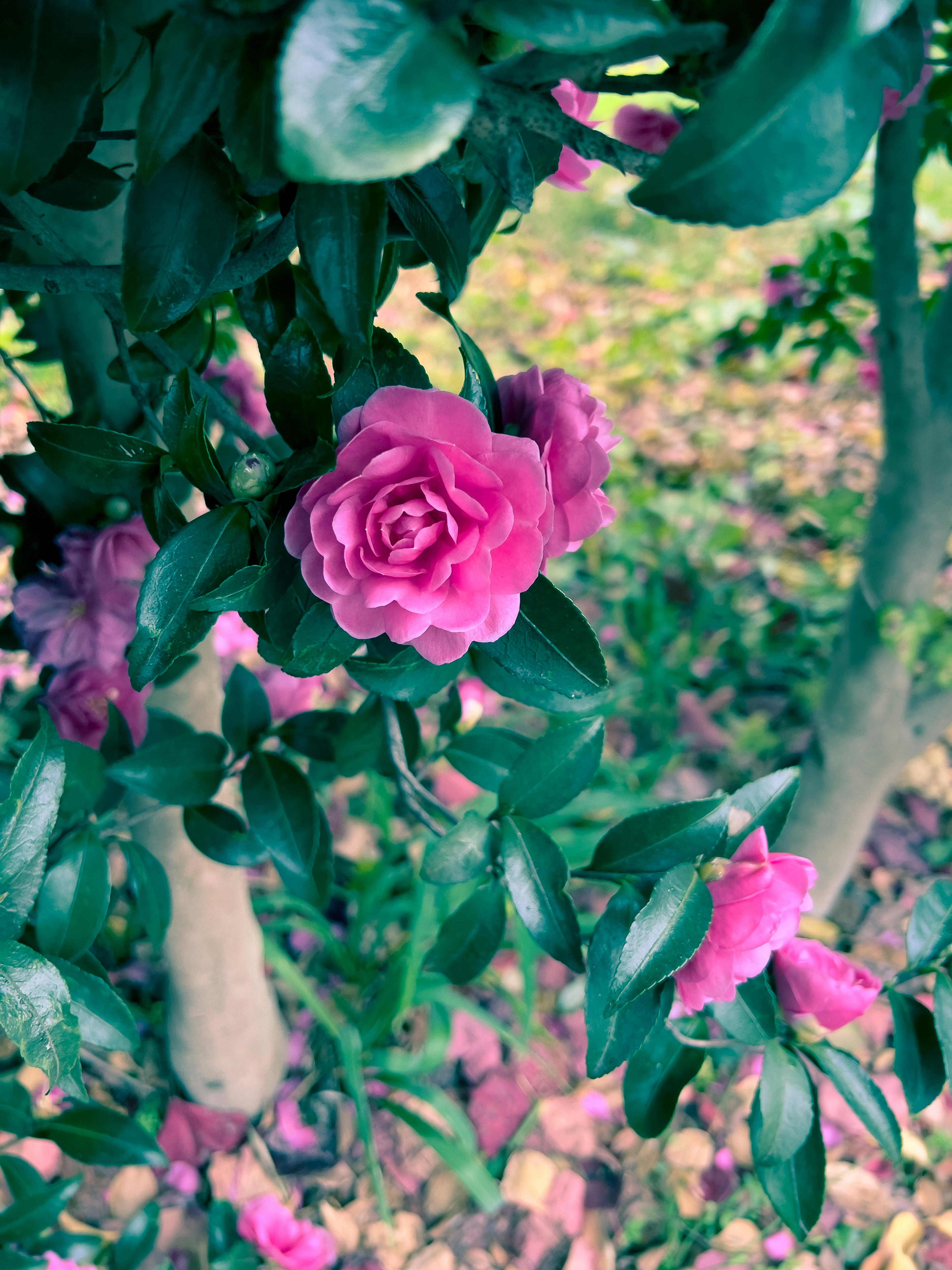 Nahaufnahme von rosa Blumen, die zwischen grünen Blättern blühen