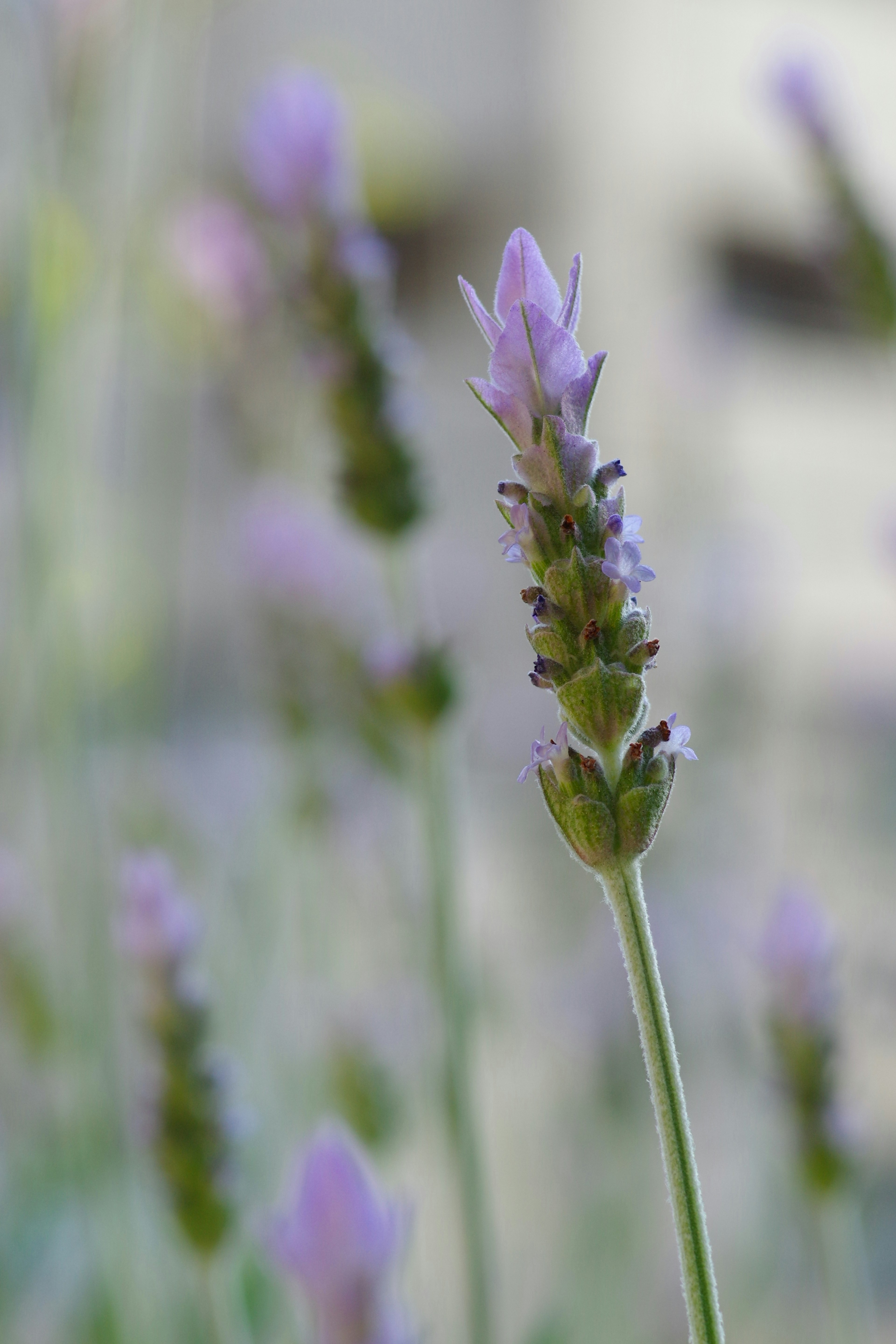 Close-up bunga lavender yang sedang mekar