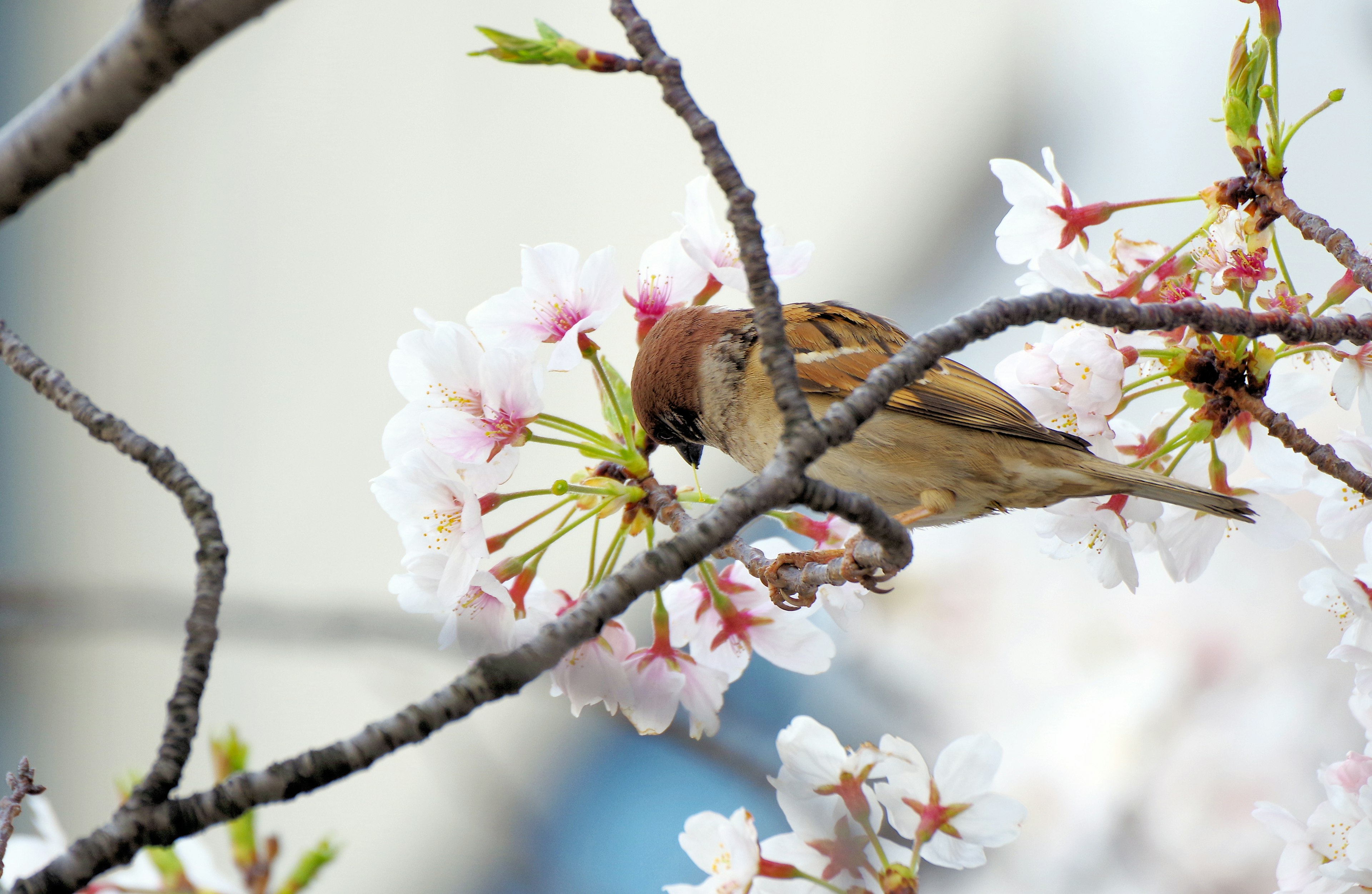 Ein kleiner Vogel, der sich an Kirschblüten zwischen den Blumen labt