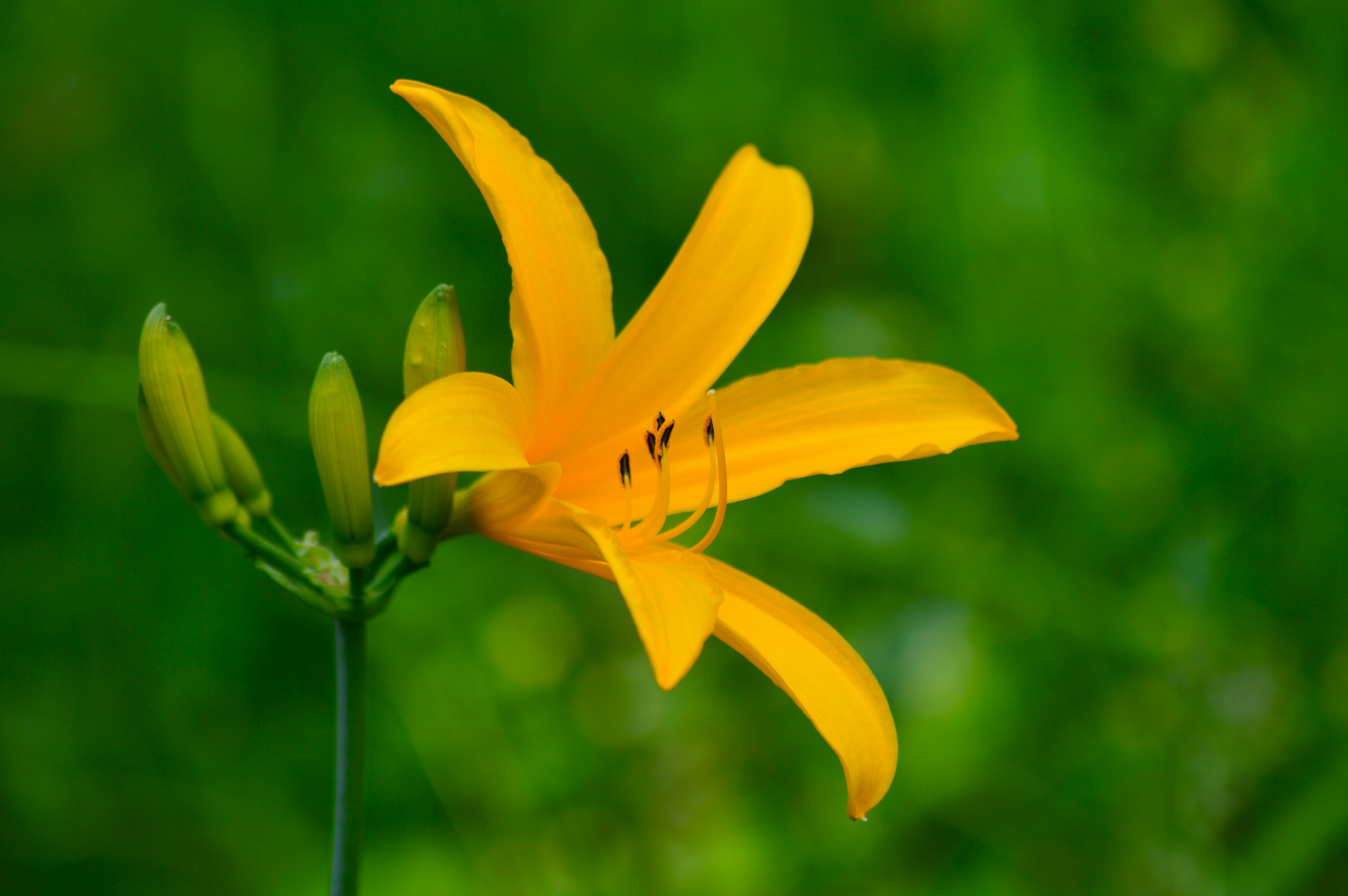 Sebuah bunga lily kuning cerah di latar belakang hijau