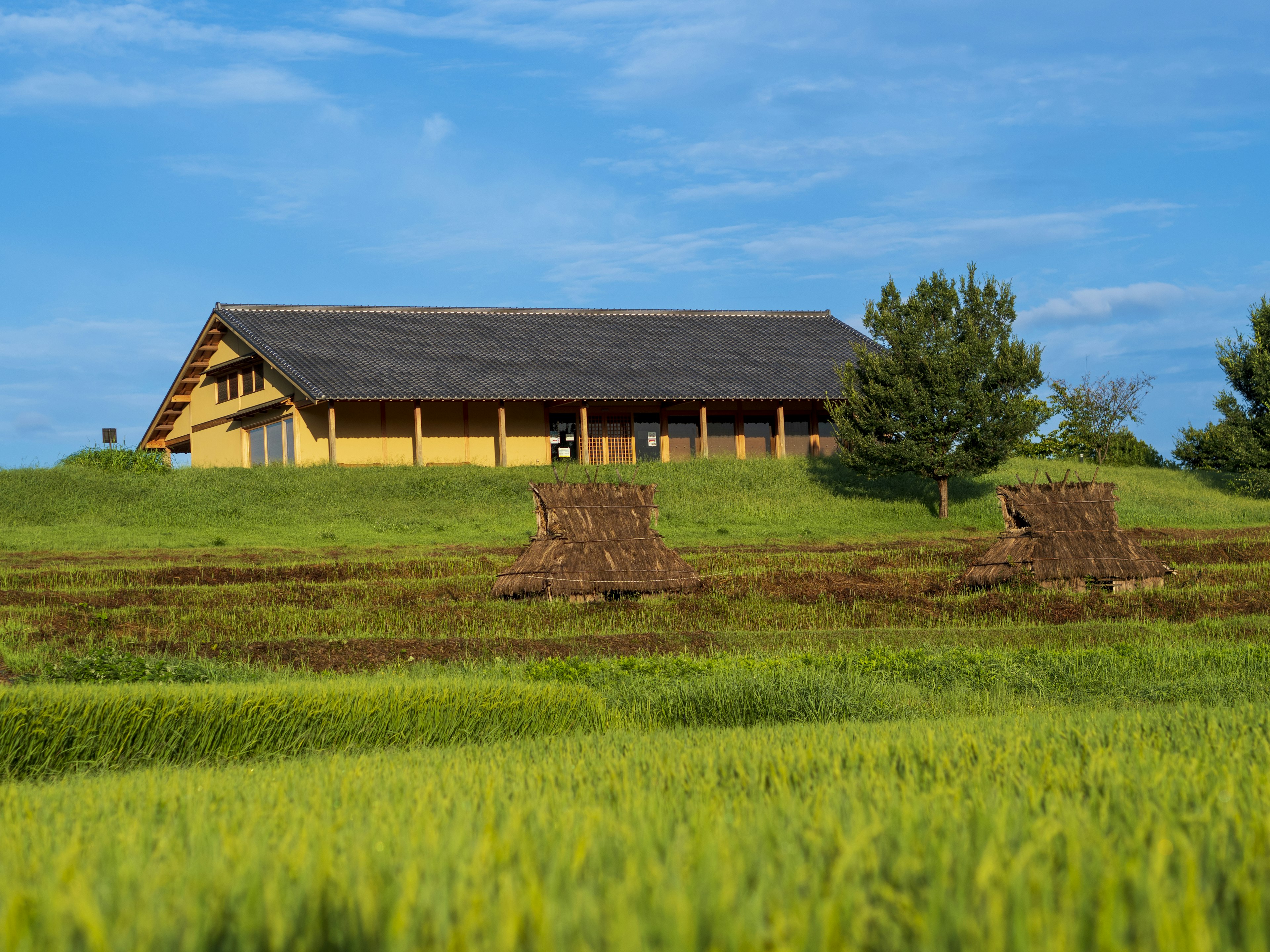 Una casa tradicional amarilla en campos de arroz verdes y cielo azul