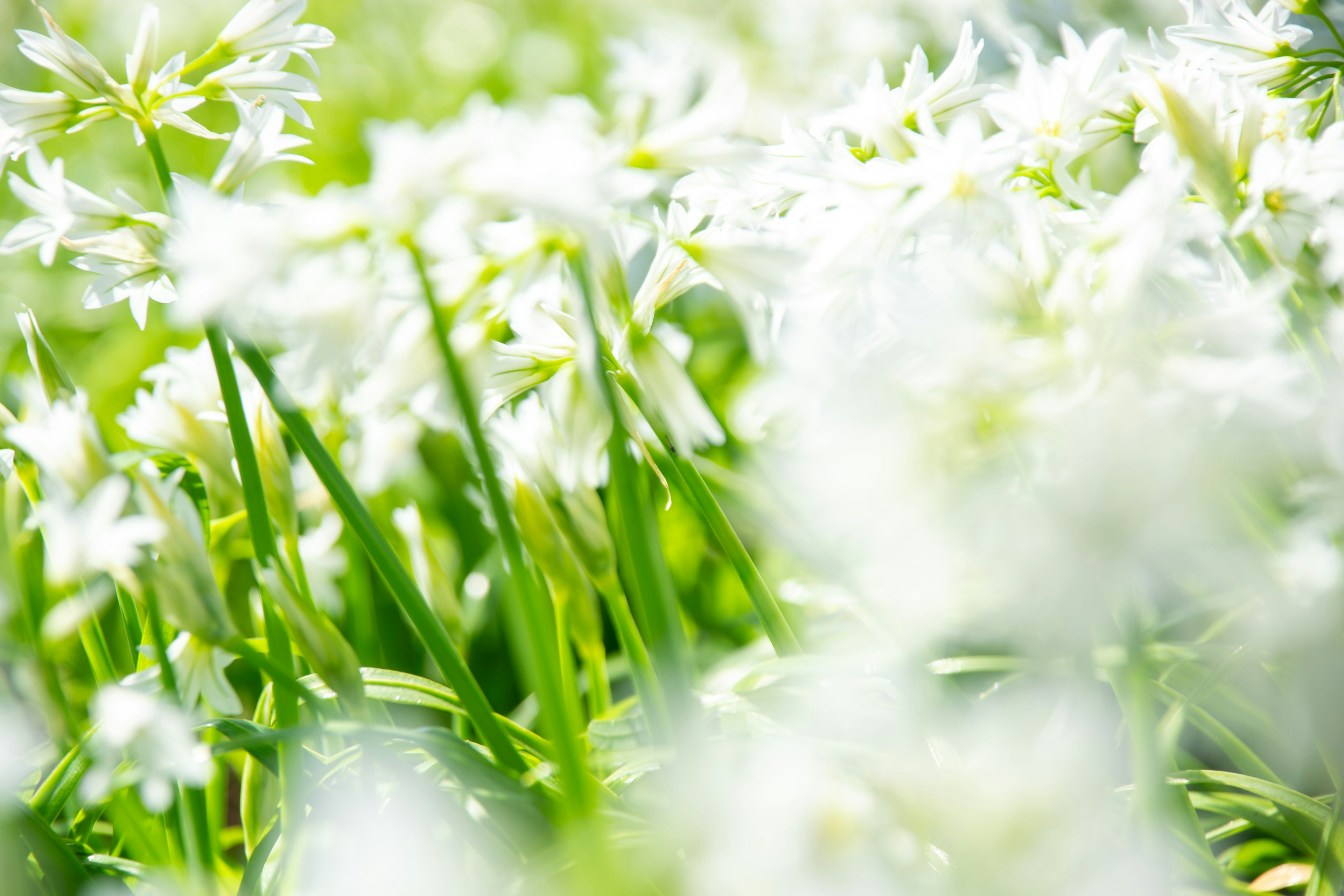 A beautiful scene of white flowers and green leaves