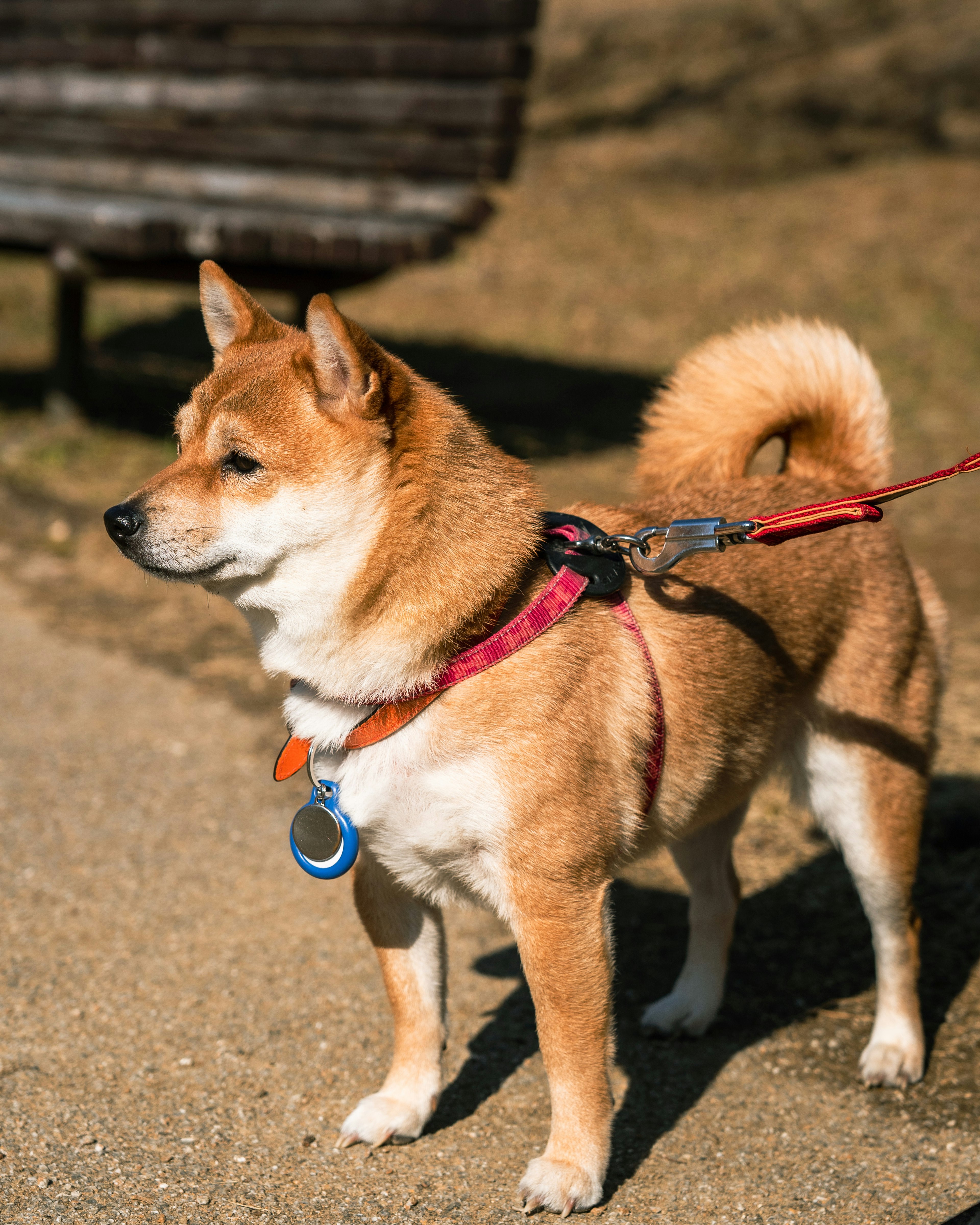 茶色の柴犬がリードを付けている公園のシーン