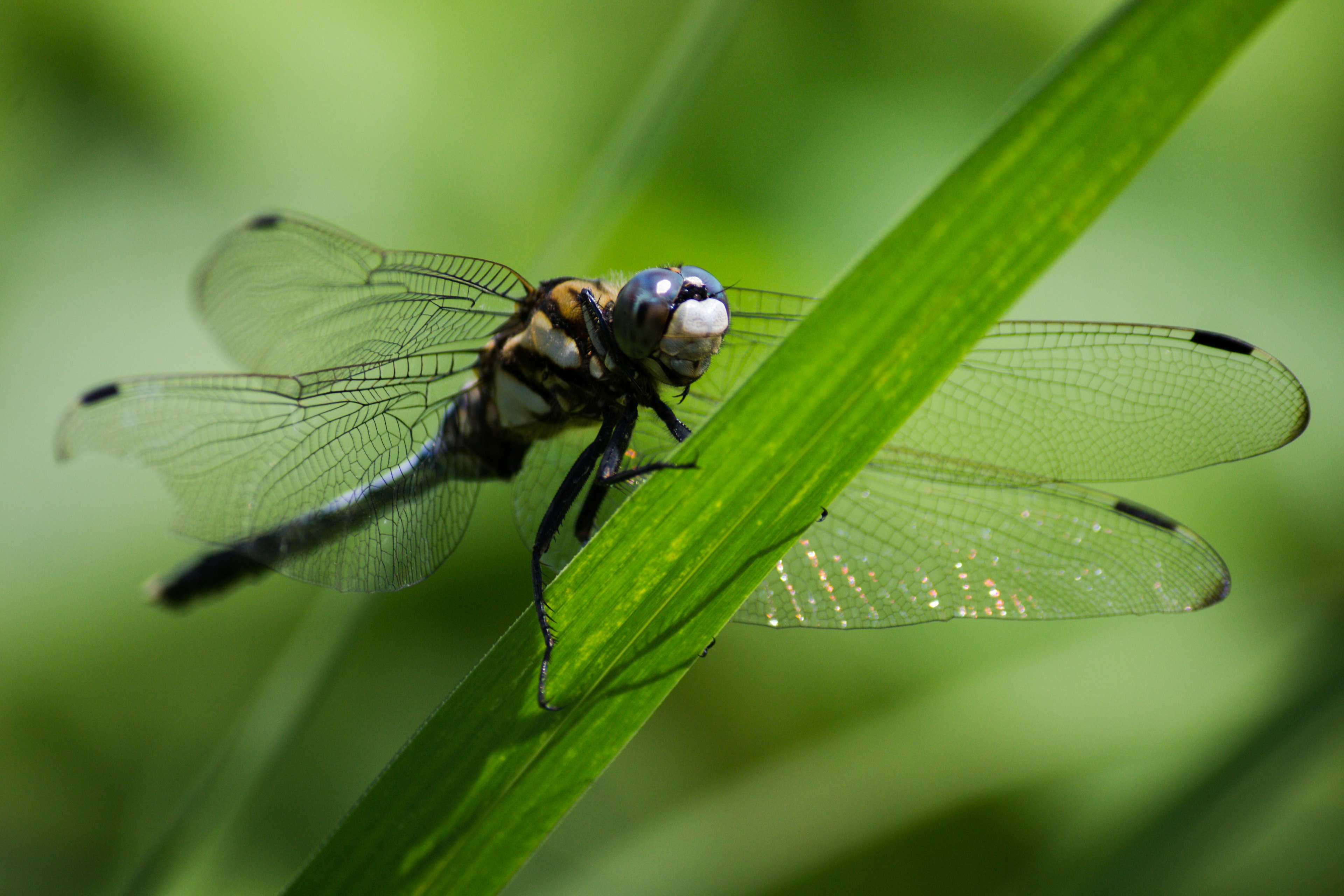 Close-up of a dragonfly perched on a green leaf