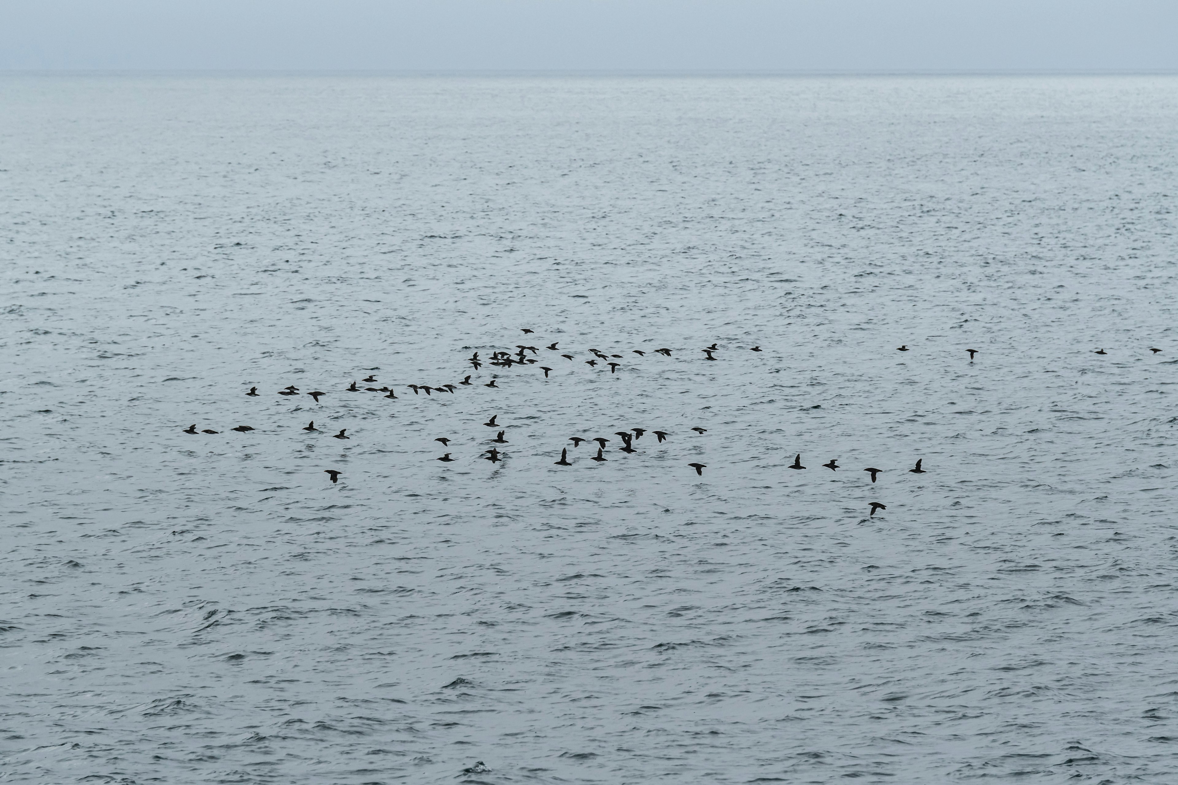 Un gruppo di uccelli che galleggiano sulla superficie del mare