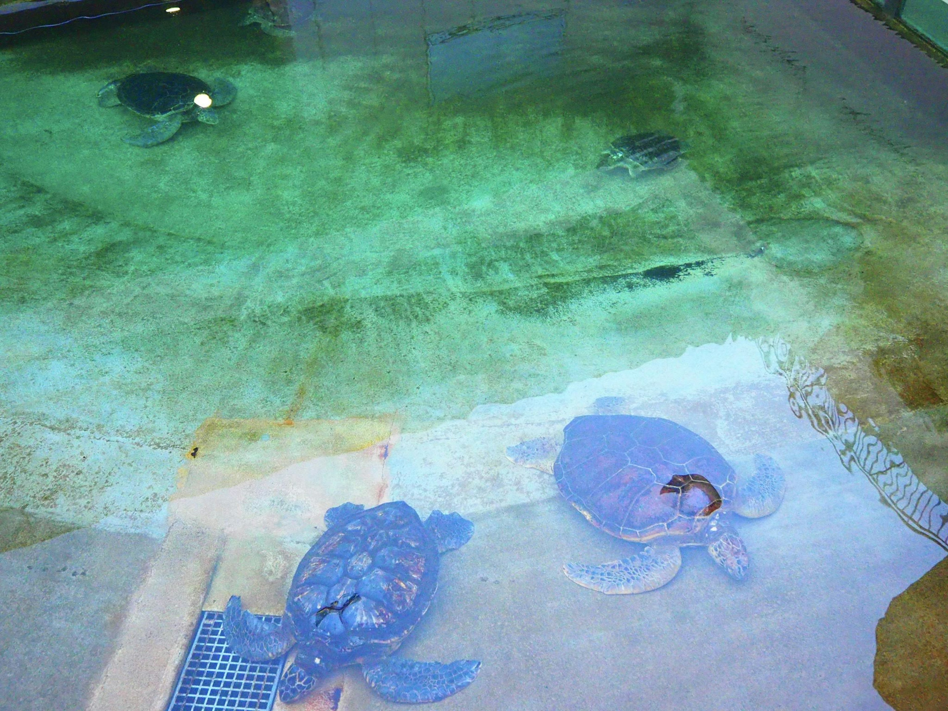 Dos tortugas descansando en el fondo de una piscina de color verde con una pequeña tortuga nadando