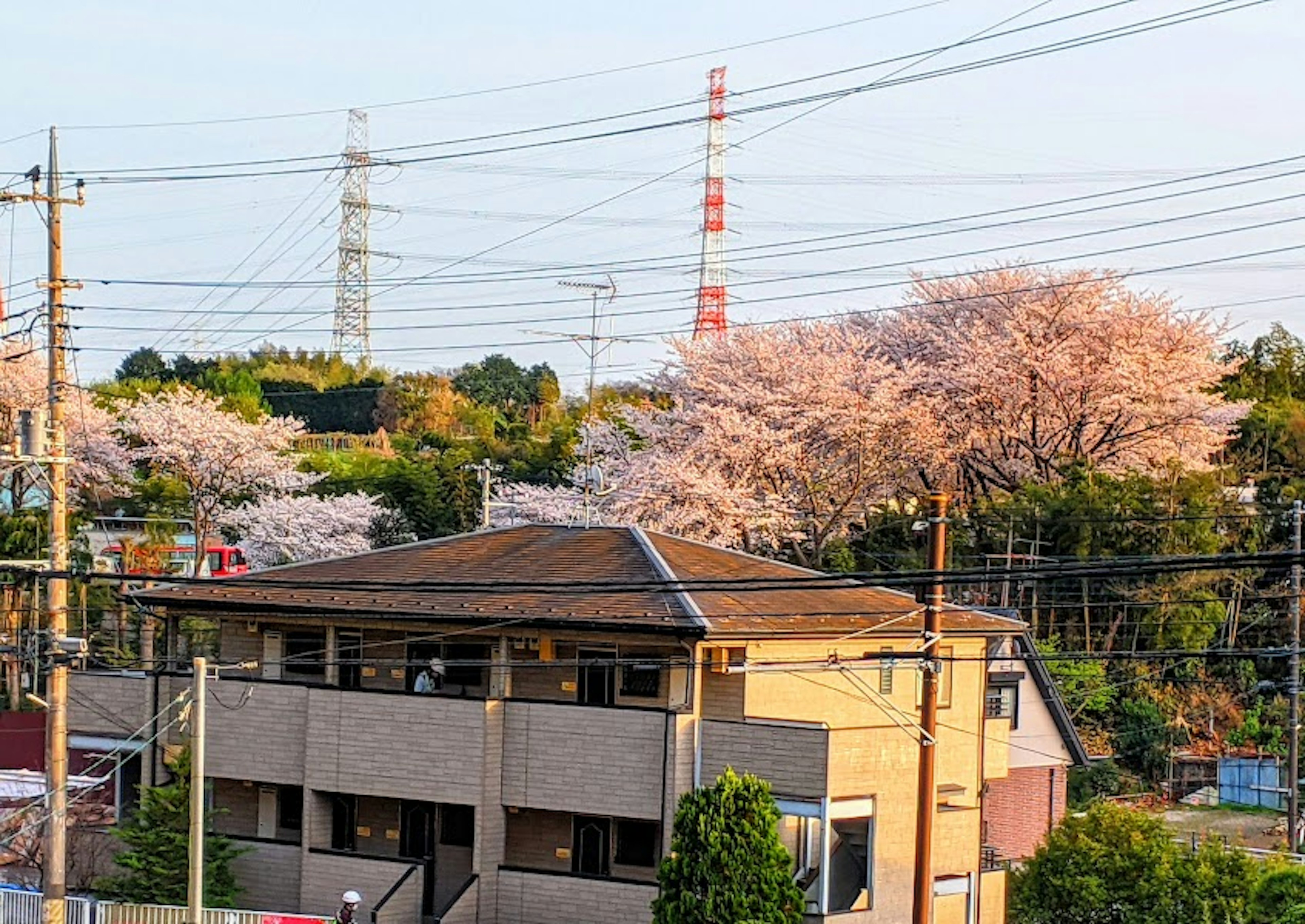 桜の木が咲いている風景の中にある建物と電柱