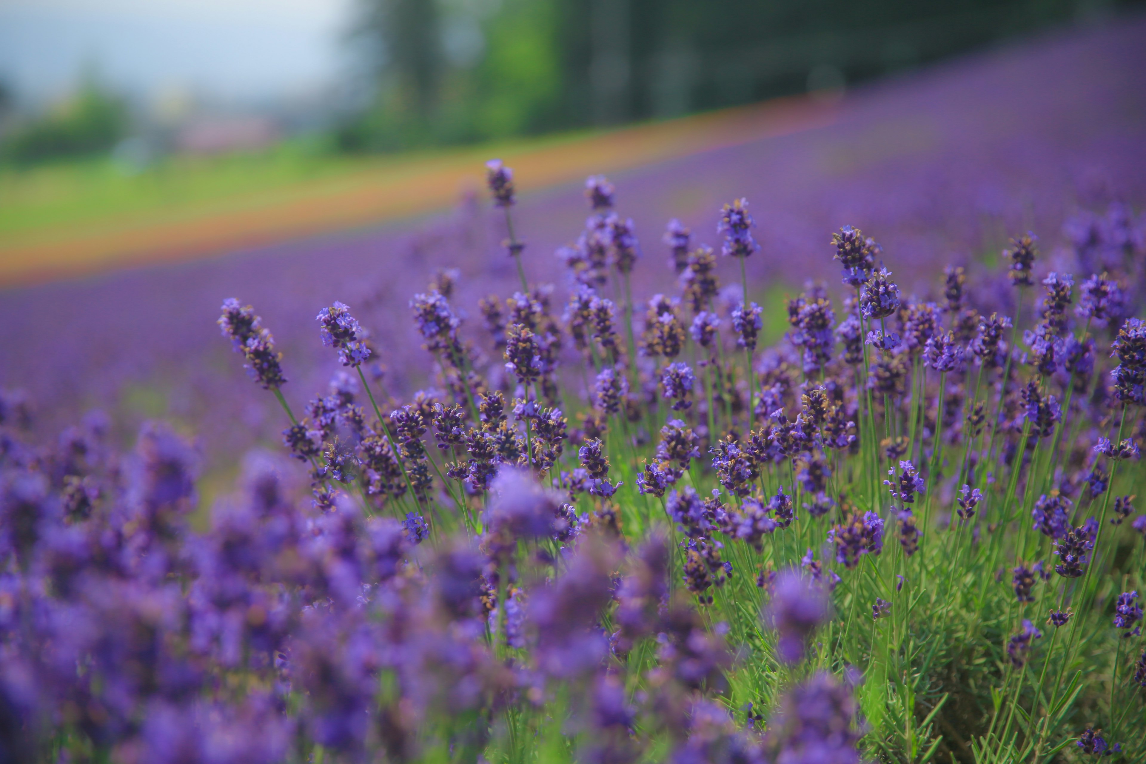 Primer plano de un campo de lavanda púrpura con hierba verde y fondo borroso