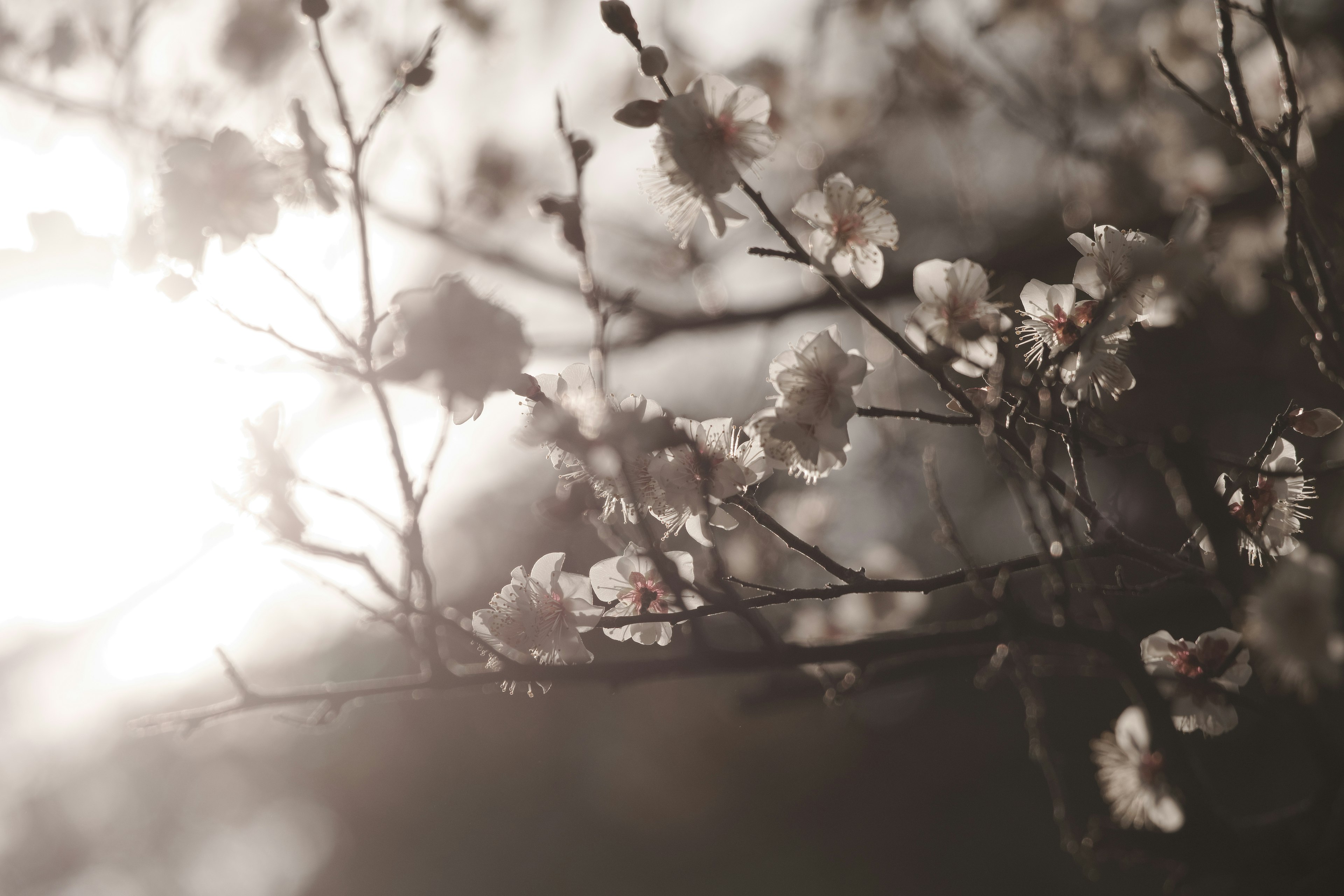 Primo piano di fiori di ciliegio e rami illuminati da una luce soffusa