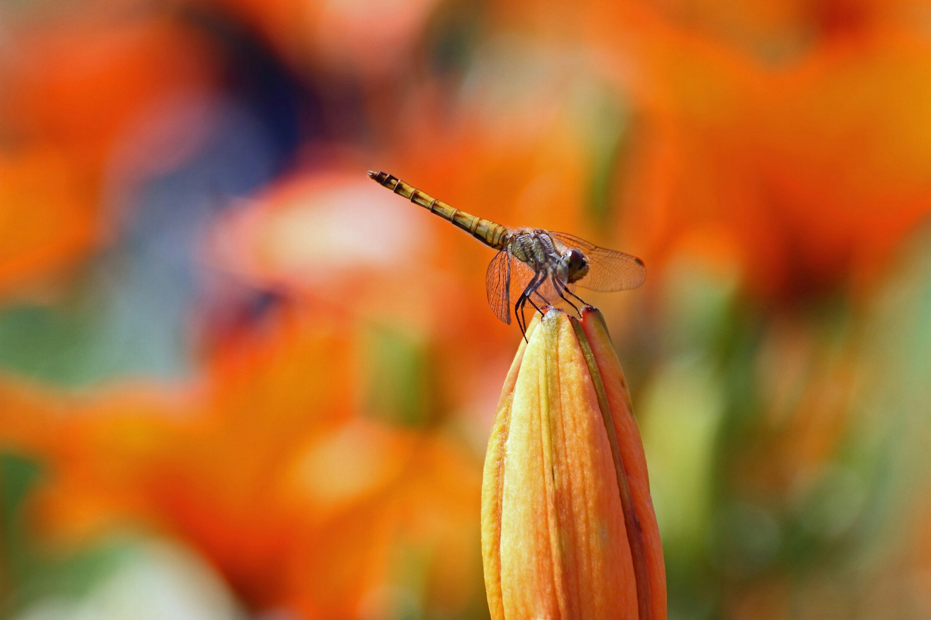 Nahaufnahme einer Libelle, die auf einer orangenen Blütenknospe sitzt