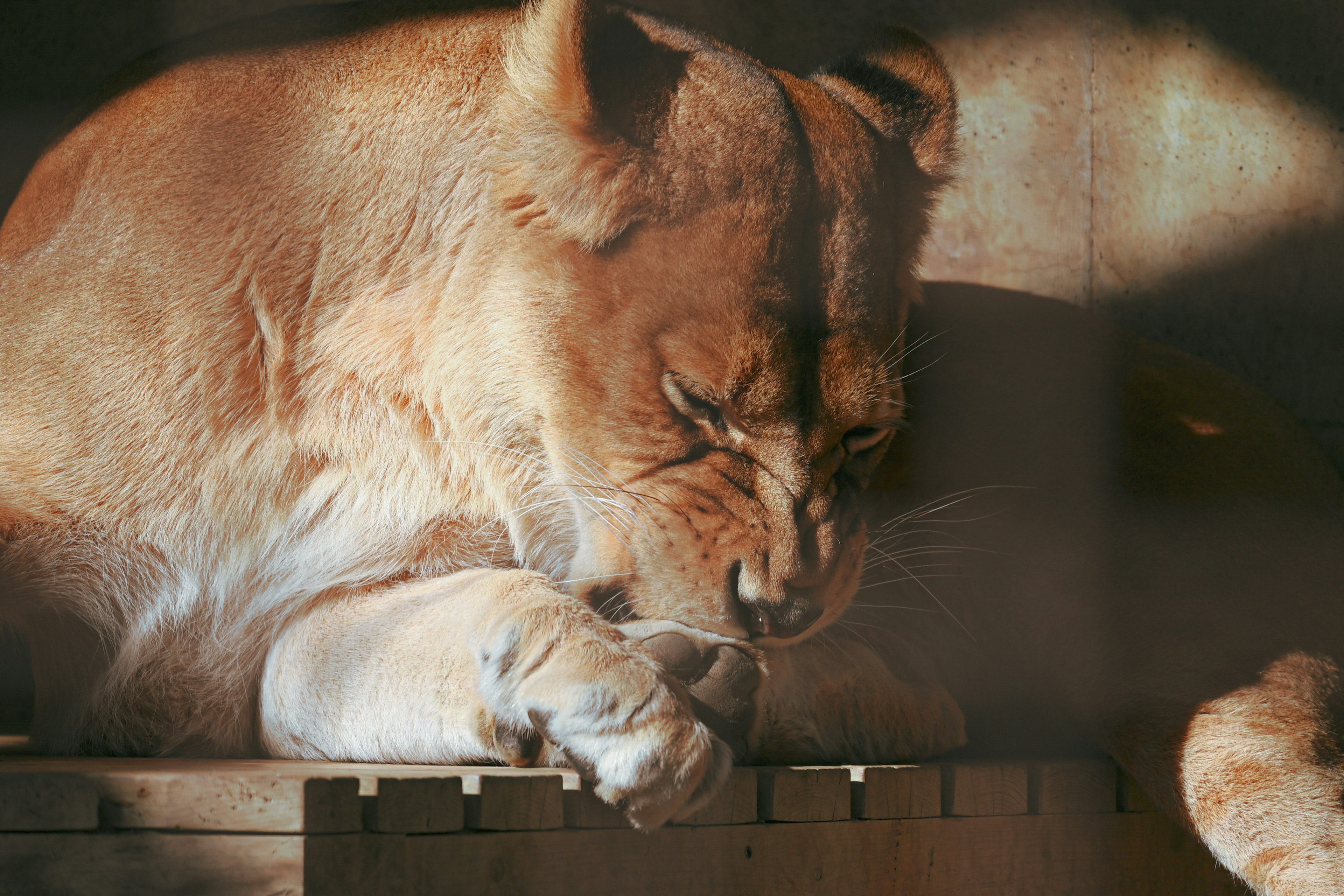 Lion léchant sa patte sous une lumière chaude