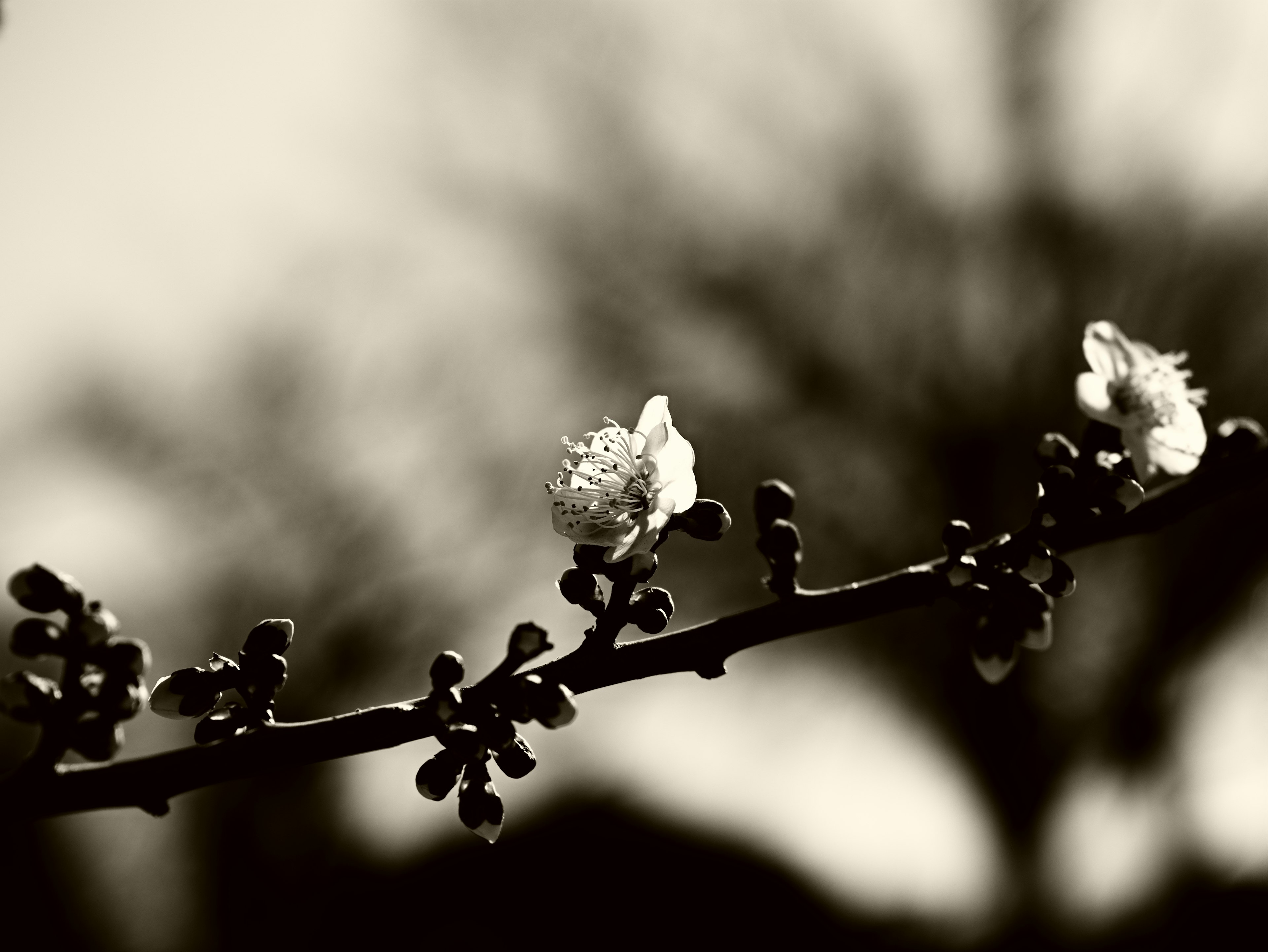 Nahaufnahme eines blühenden Blumenast vor einem schwarz-weißen Hintergrund