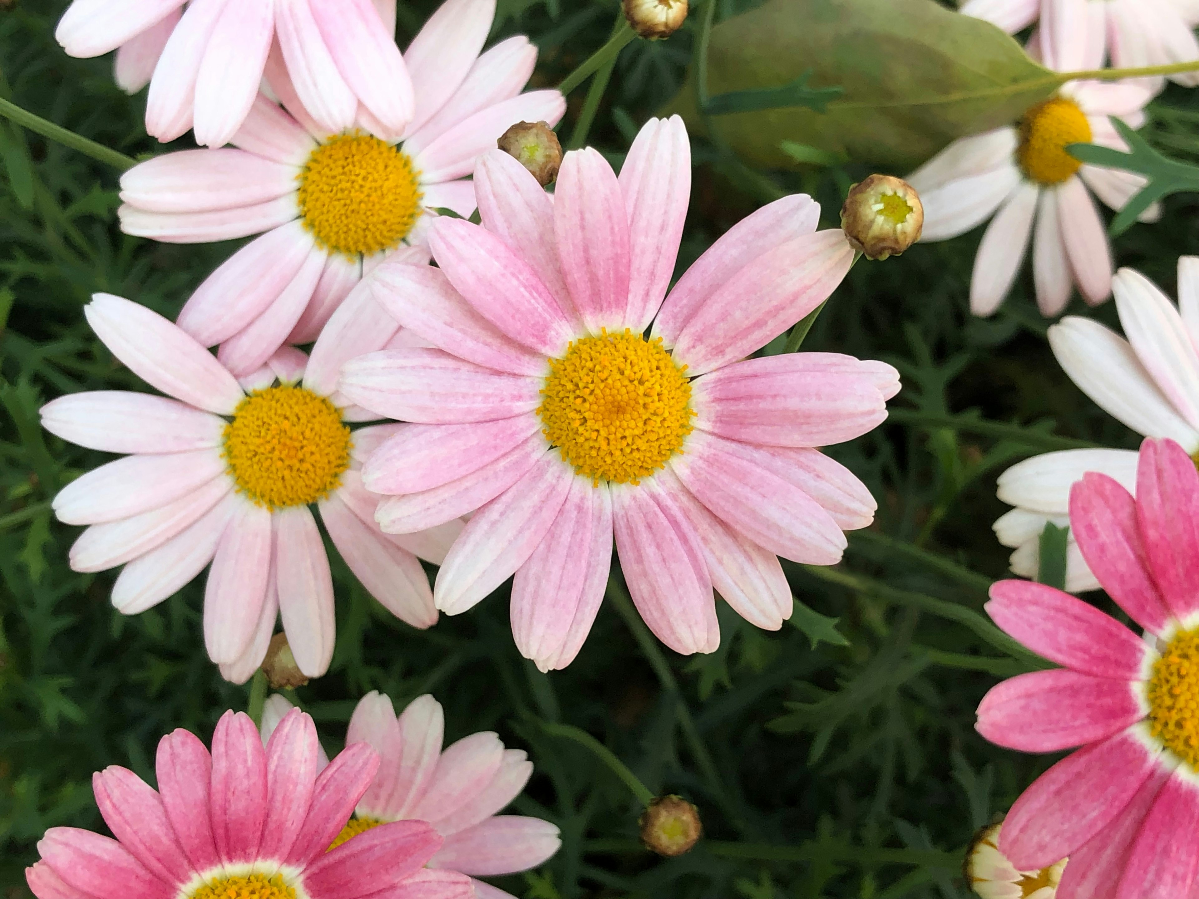 Primer plano de margaritas con pétalos rosas y blancos