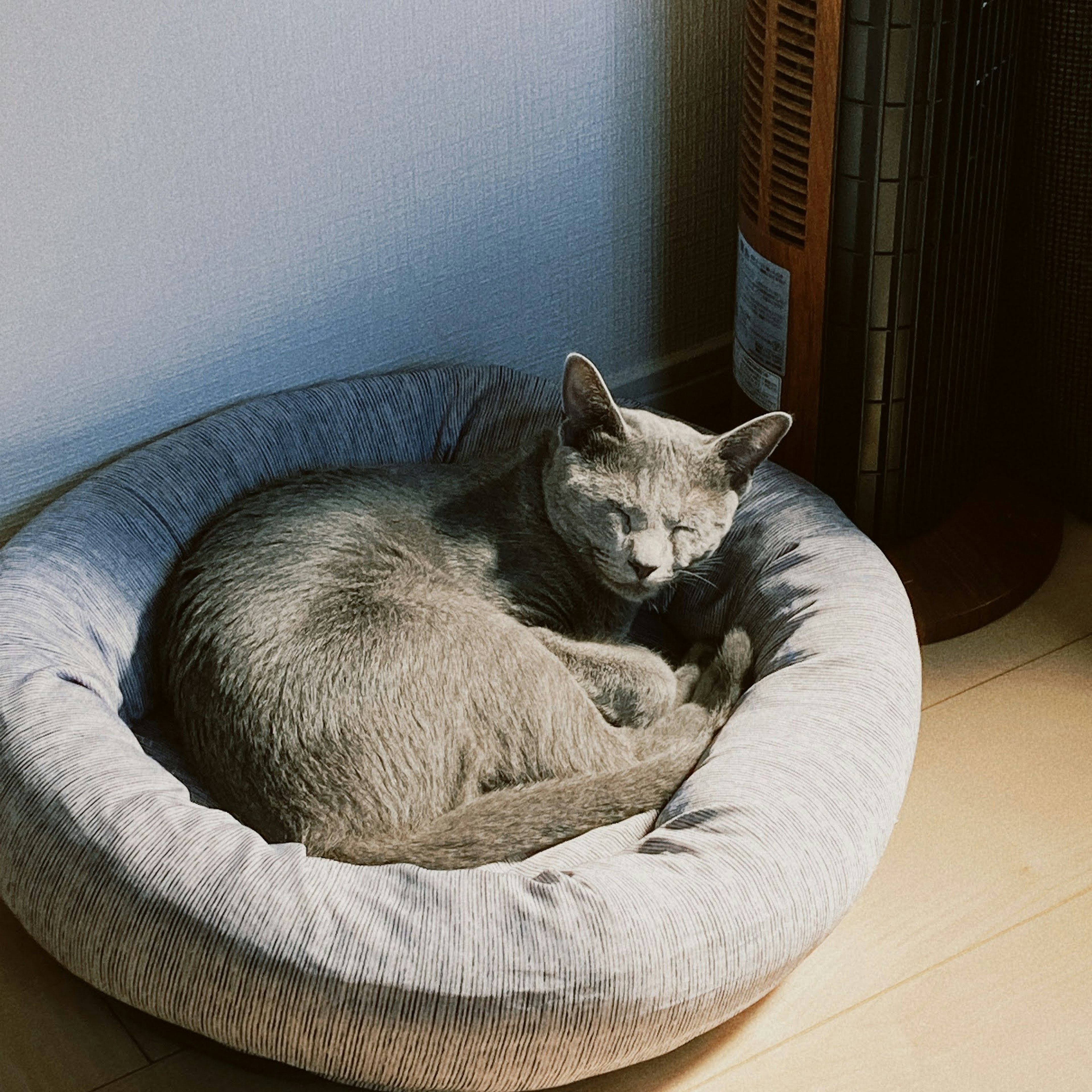 Gato gris durmiendo en una cama acogedora junto a un calefactor