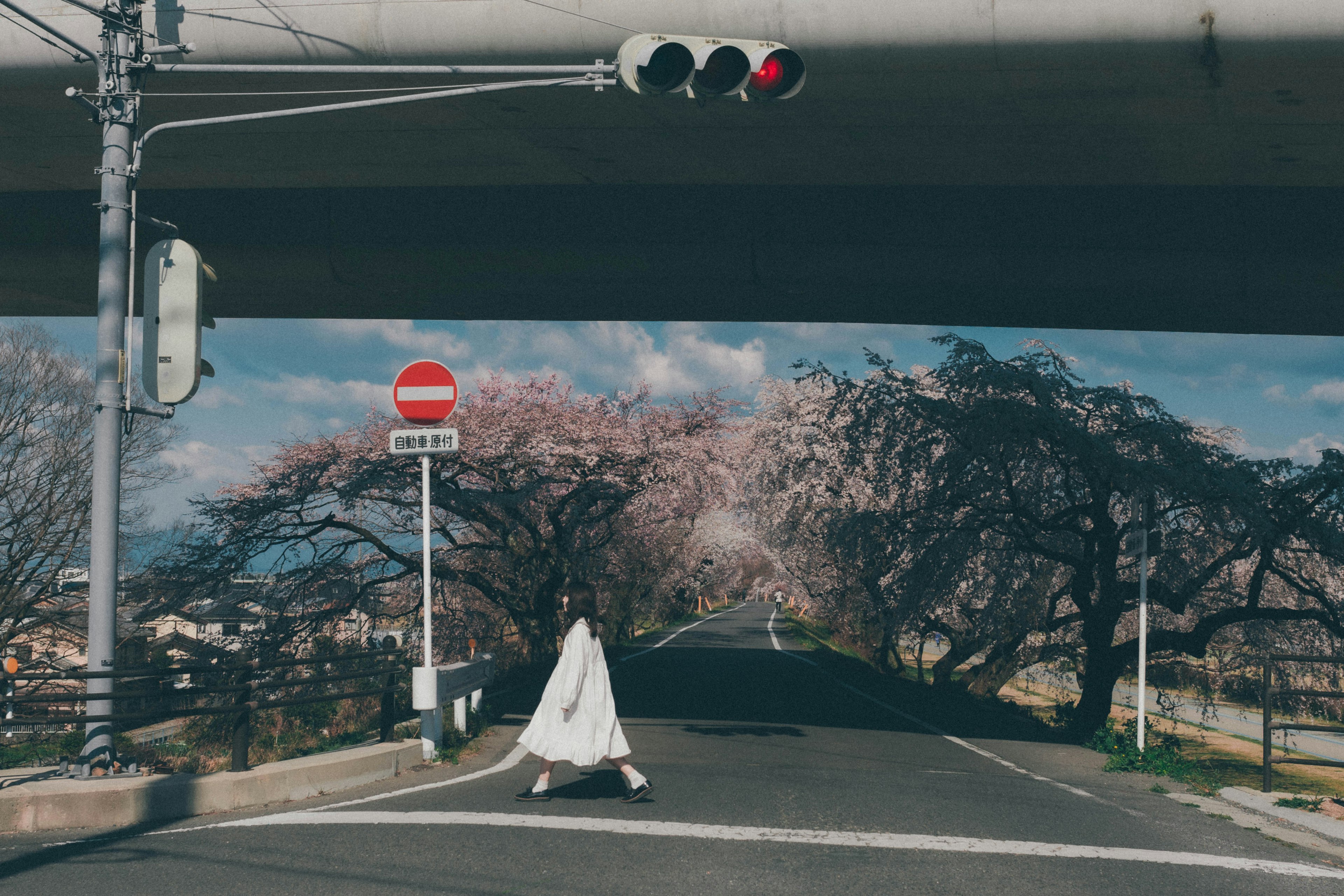 白い衣服を着た人物が桜の木のある道路を歩いている