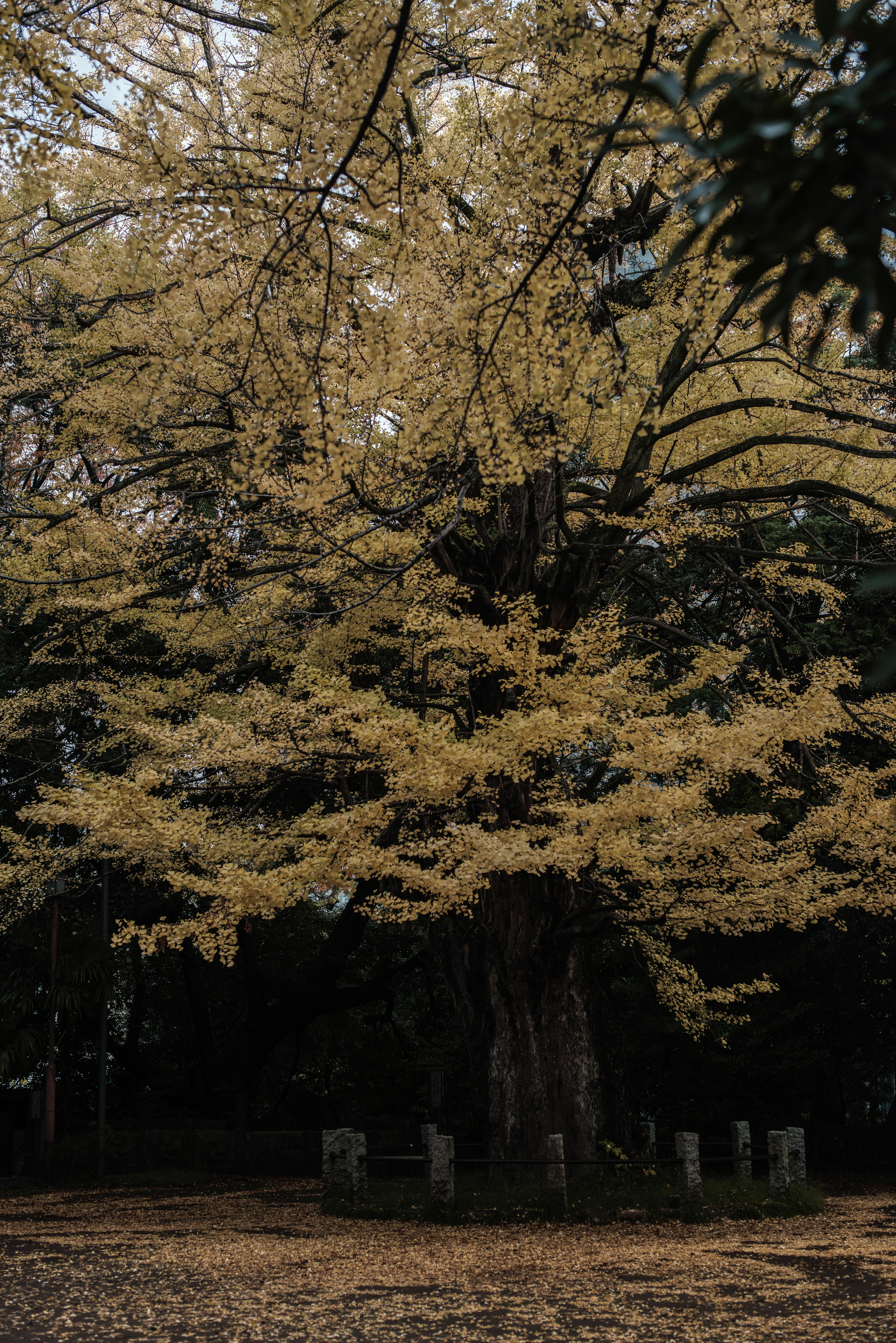 Pohon ginkgo besar dengan daun kuning di latar belakang tenang