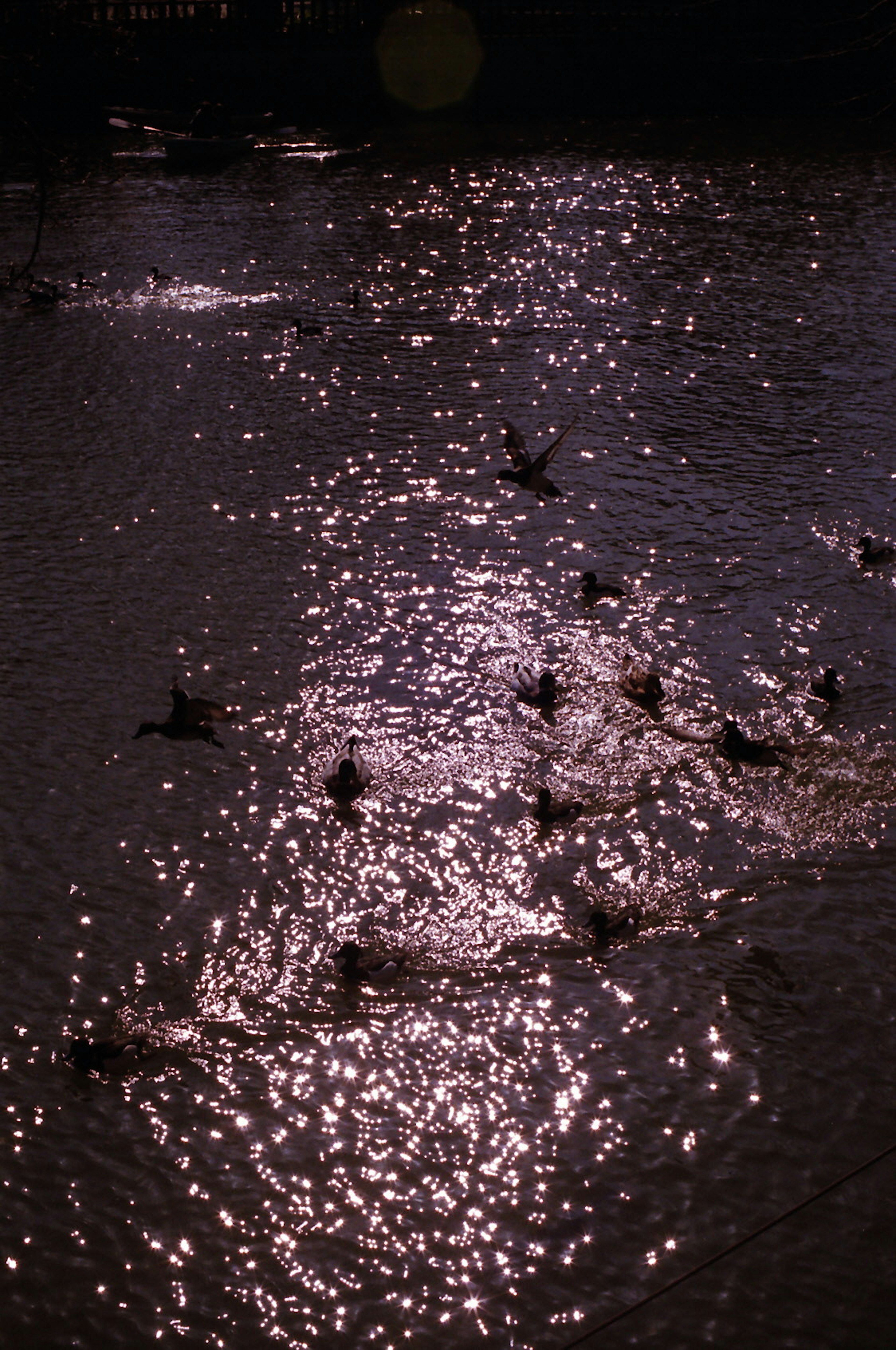 Canards nageant sur une surface d'eau scintillante réfléchissant la lumière