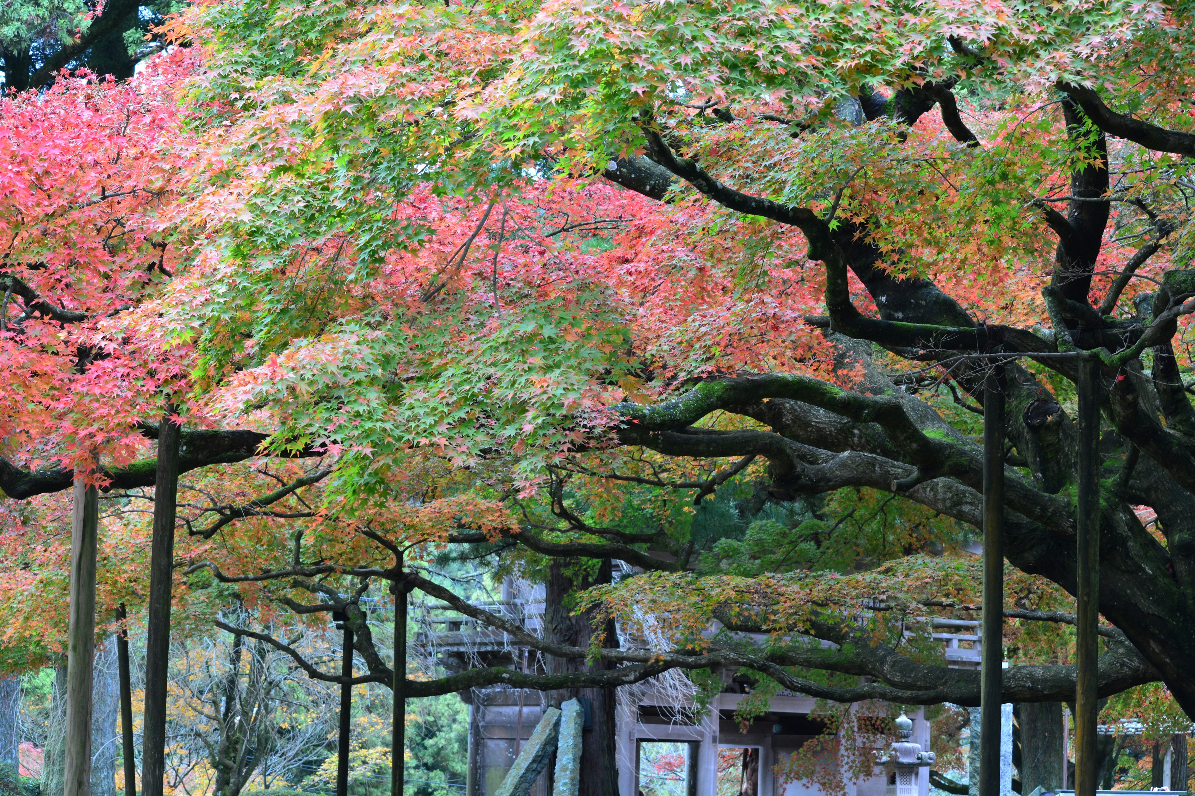 色とりどりの紅葉が広がる公園の風景