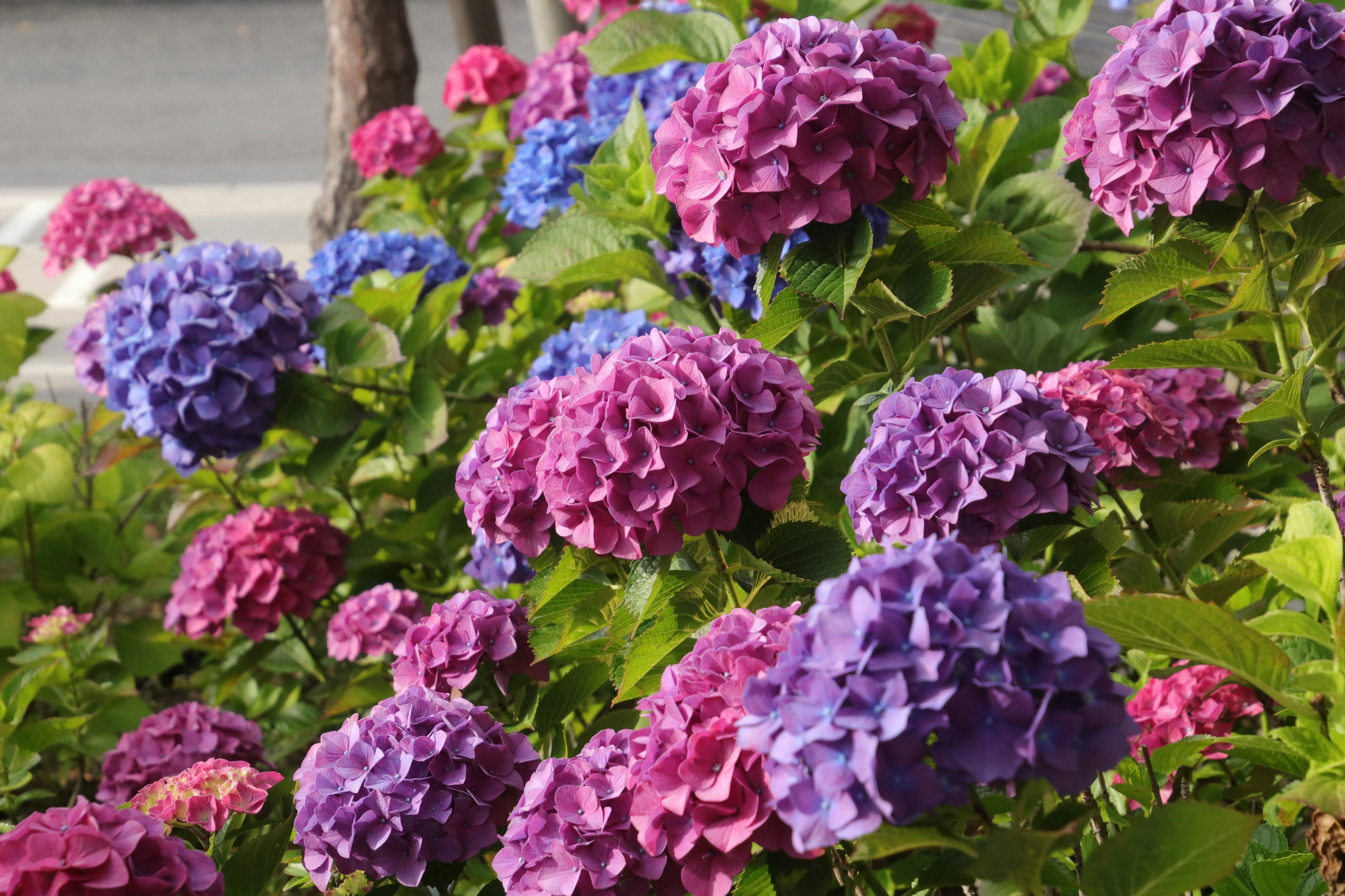 Eine lebendige Gartenszene mit blühenden Hortensien in Pink- und Violetttönen