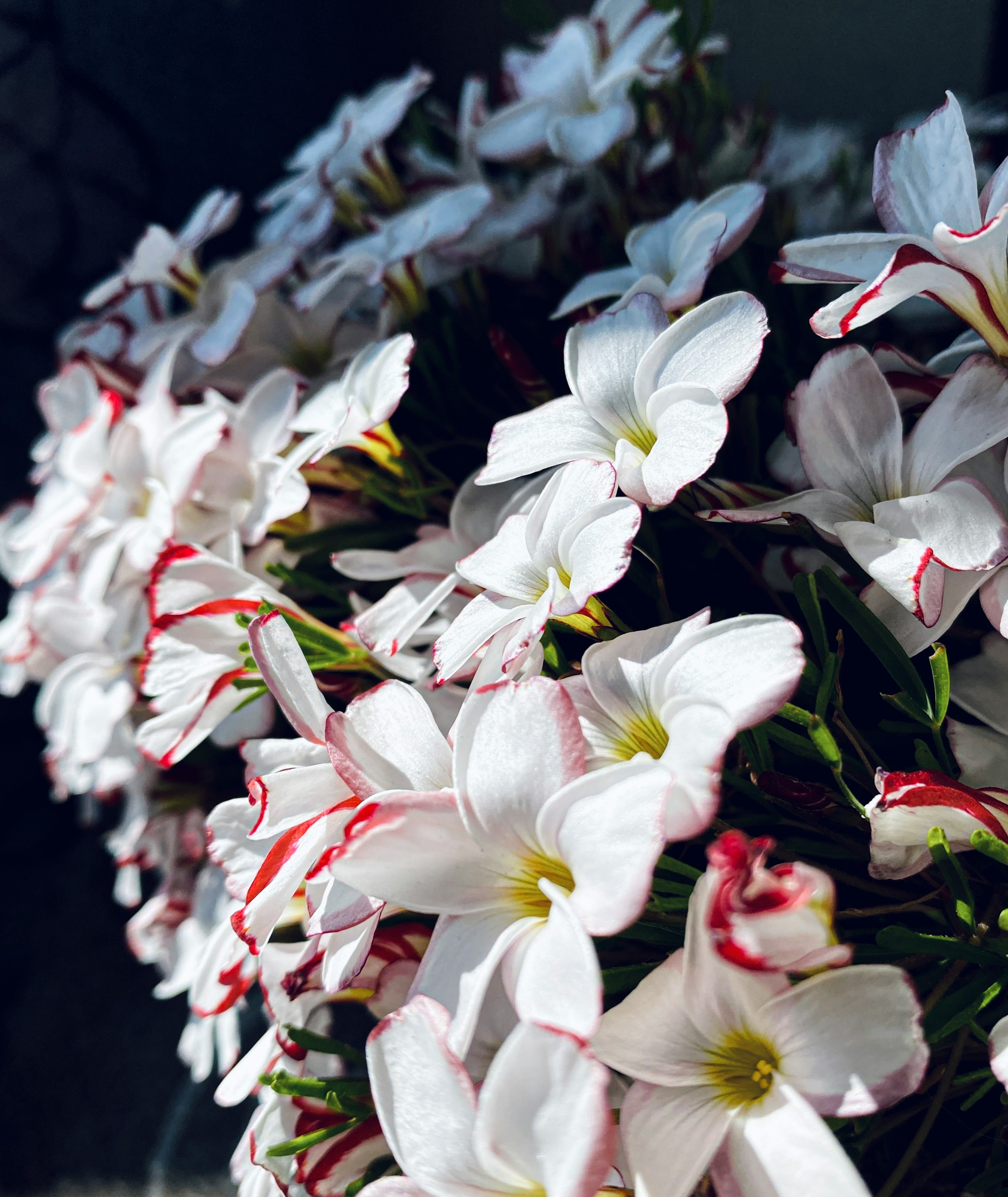 白い花と赤い縁取りの花びらが特徴のブーケ