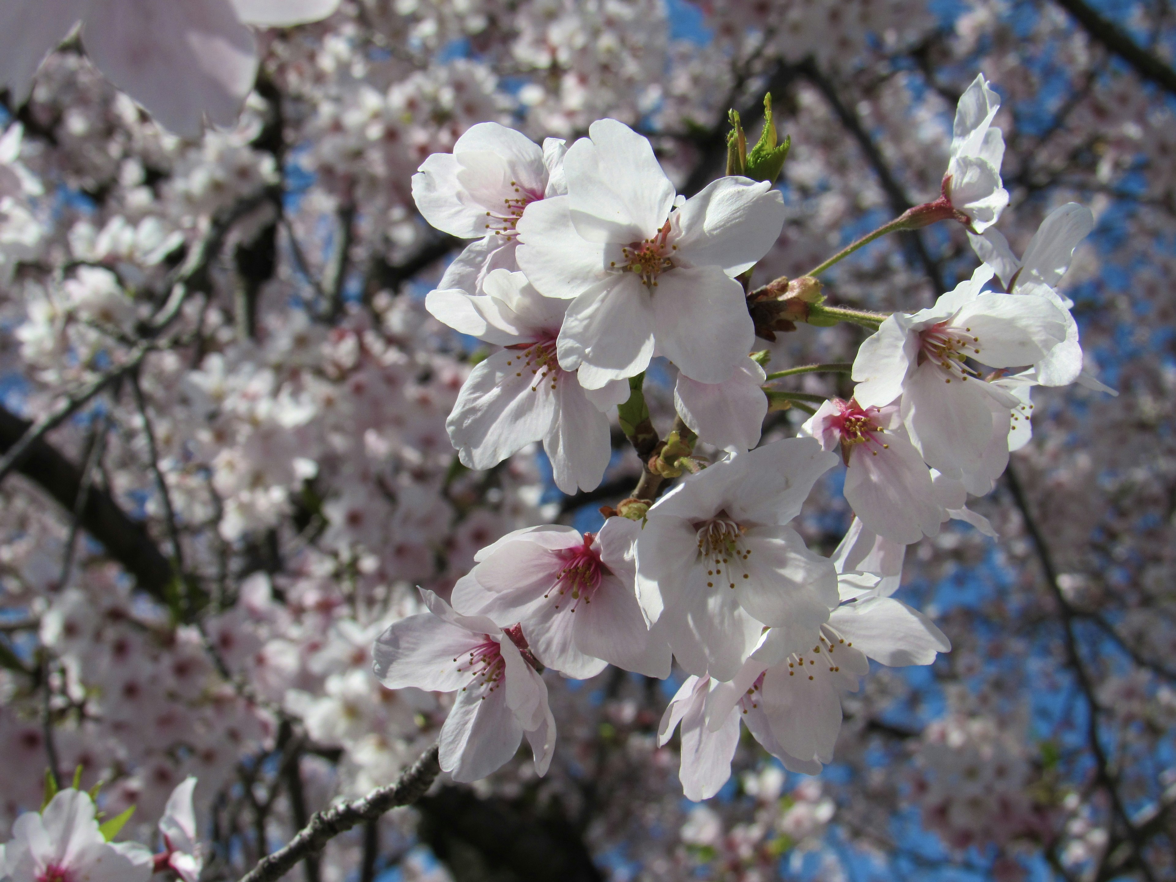 Magnifiques fleurs de cerisier en fleurs sur un arbre