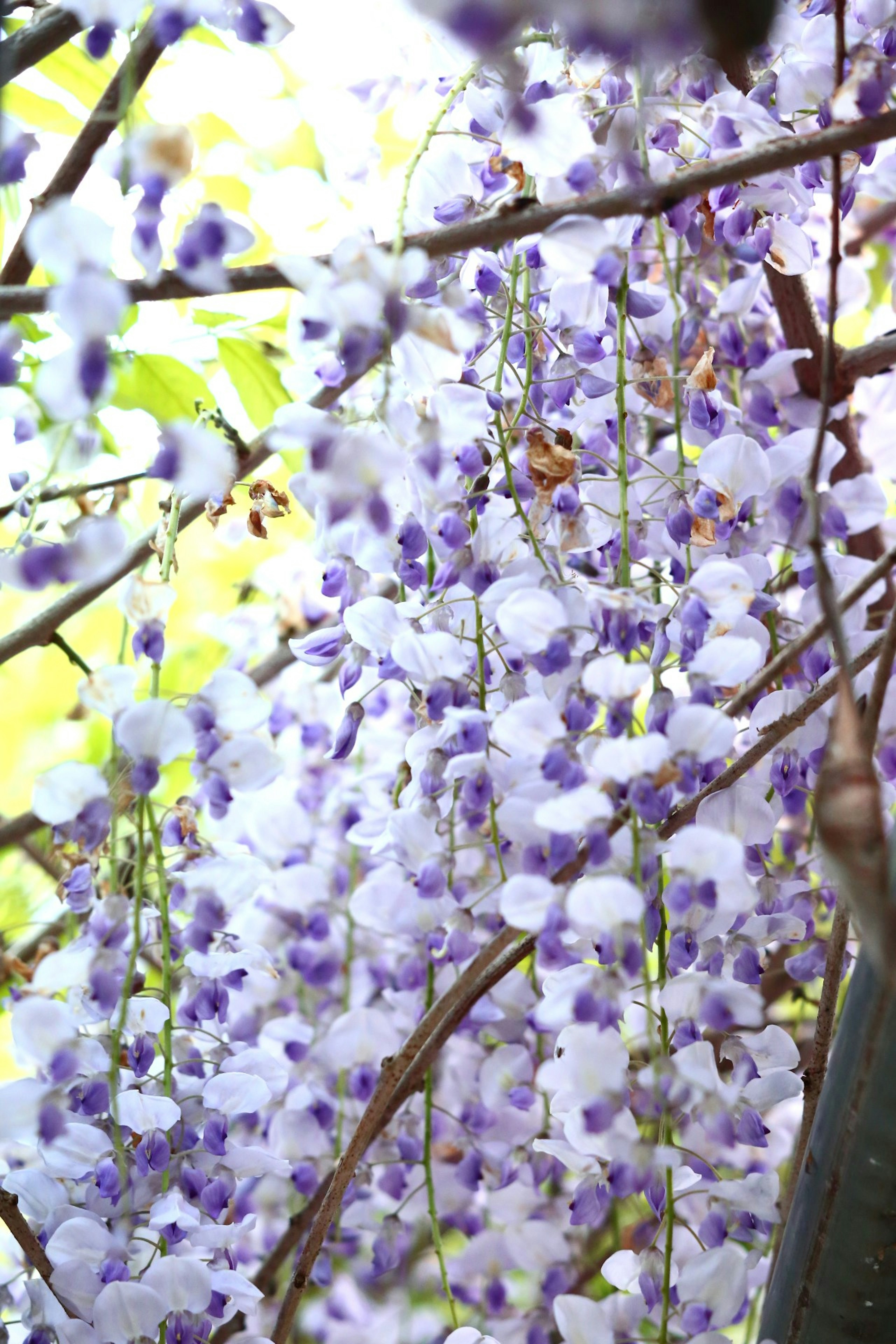 Fleurs de glycine suspendues en nuances de violet