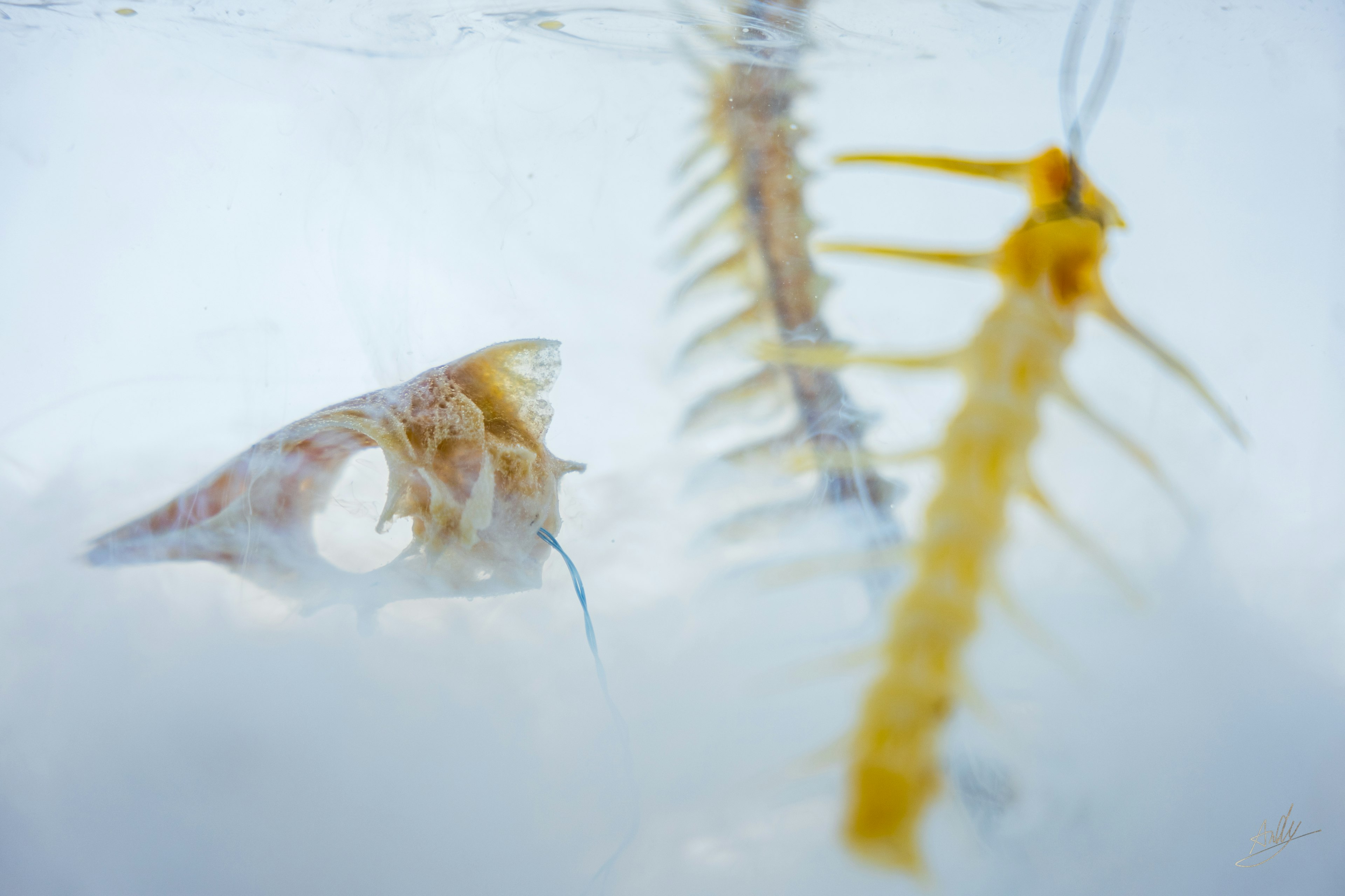 Une photo d'une coquille et d'os de poisson immergés dans l'eau