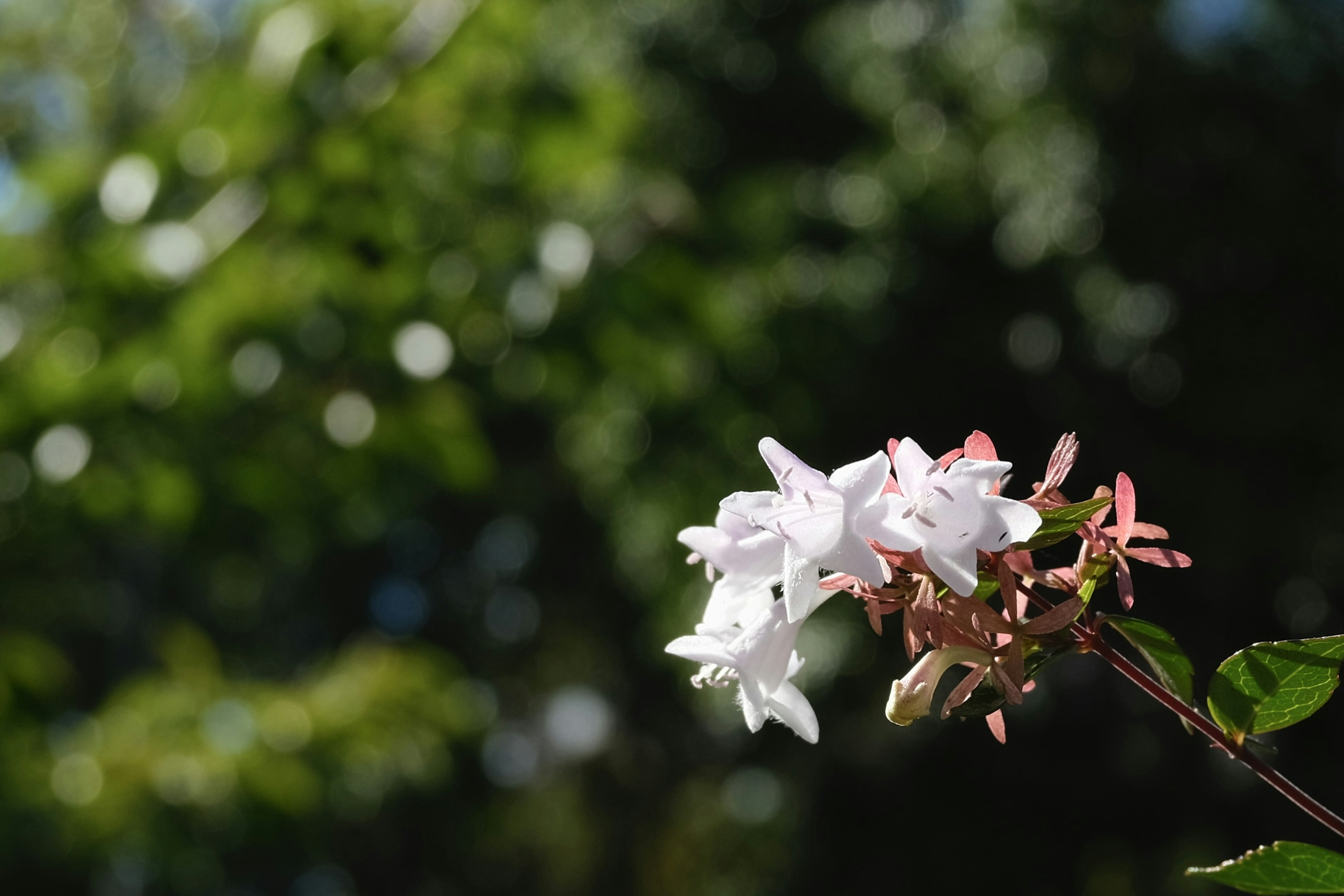 Weiße Blumen mit verschwommenem grünem Hintergrund