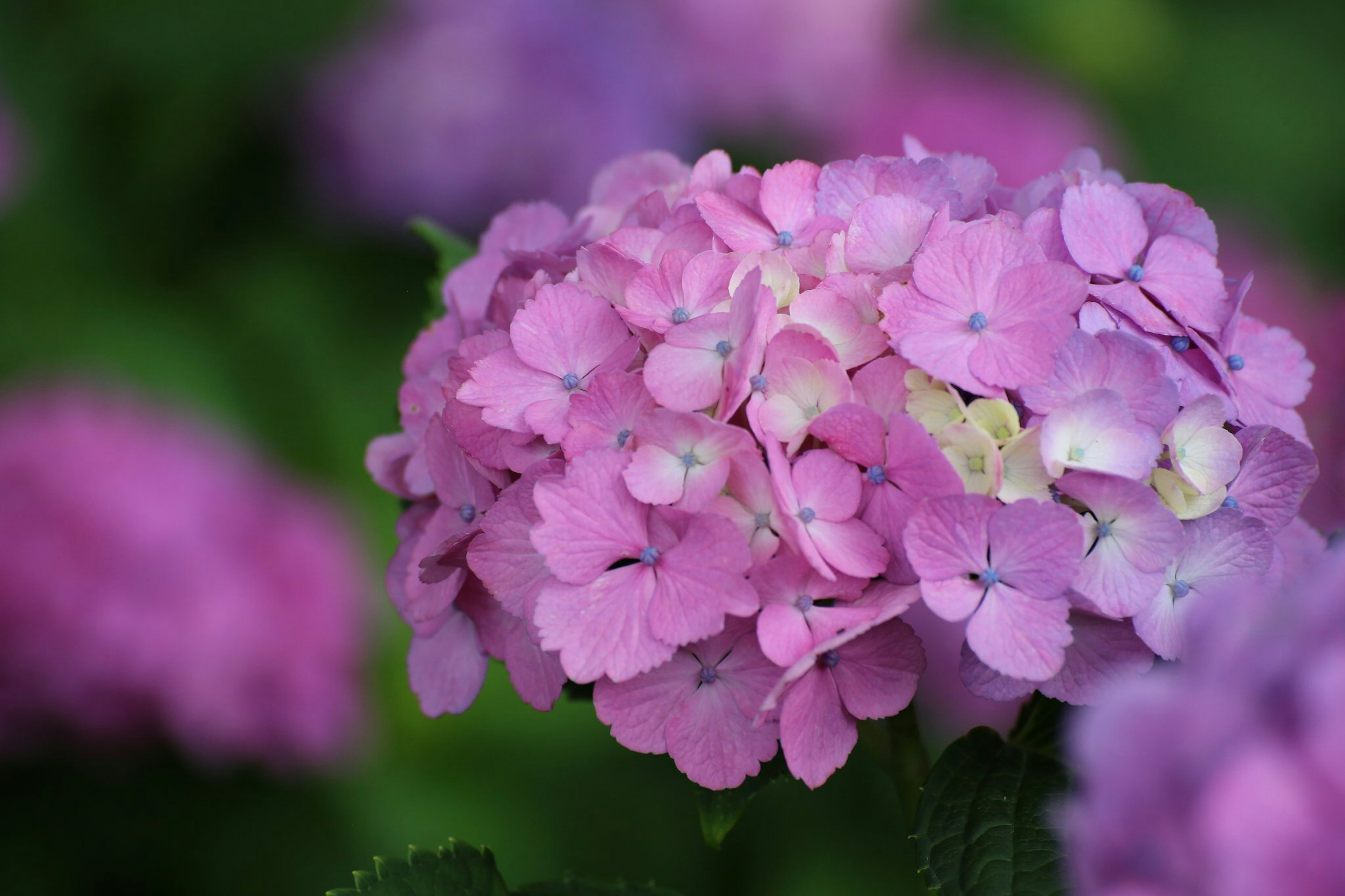 鮮やかなピンクのアジサイの花のクローズアップ