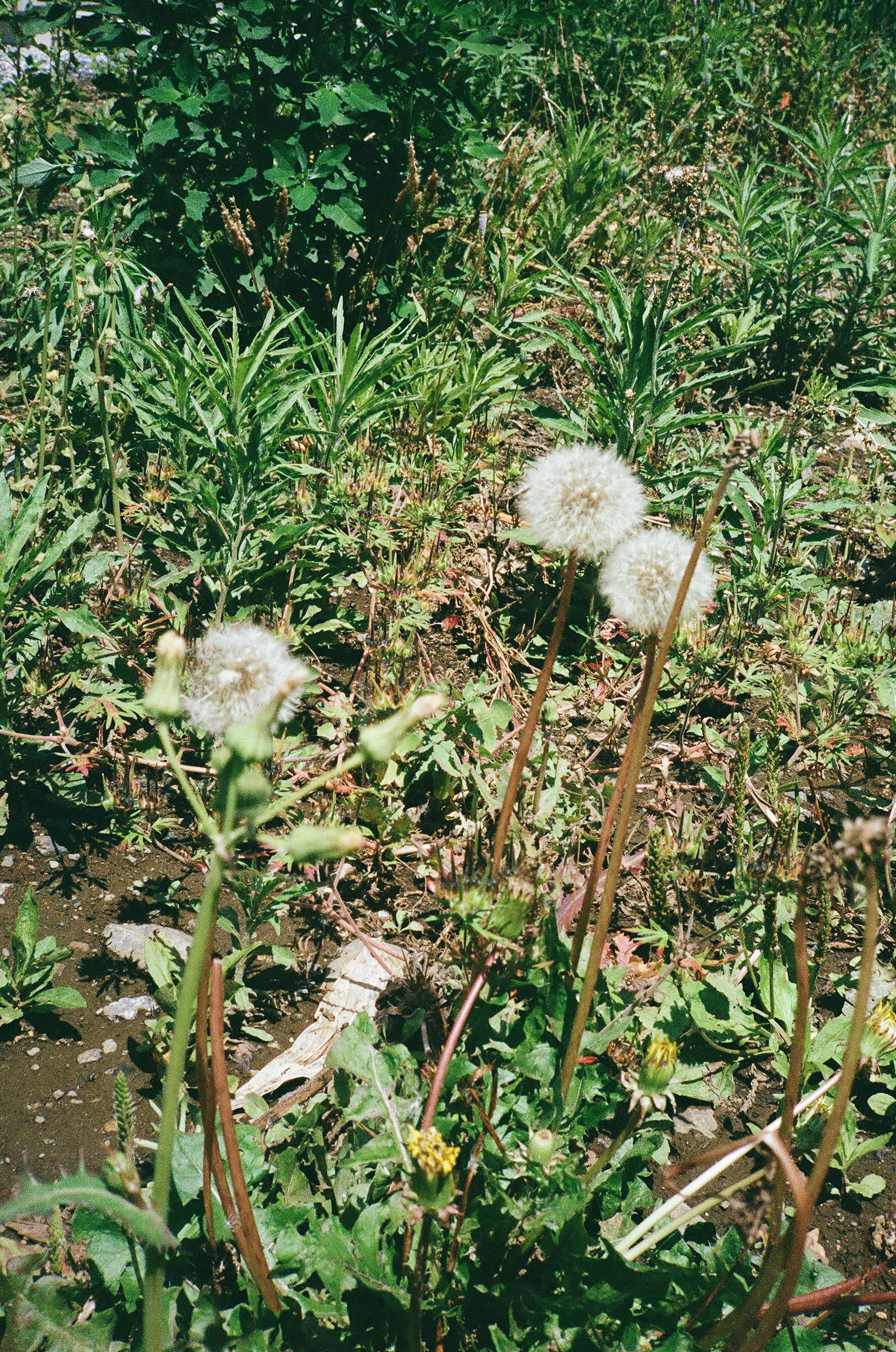 白いタンポポの花が生えている緑の草地