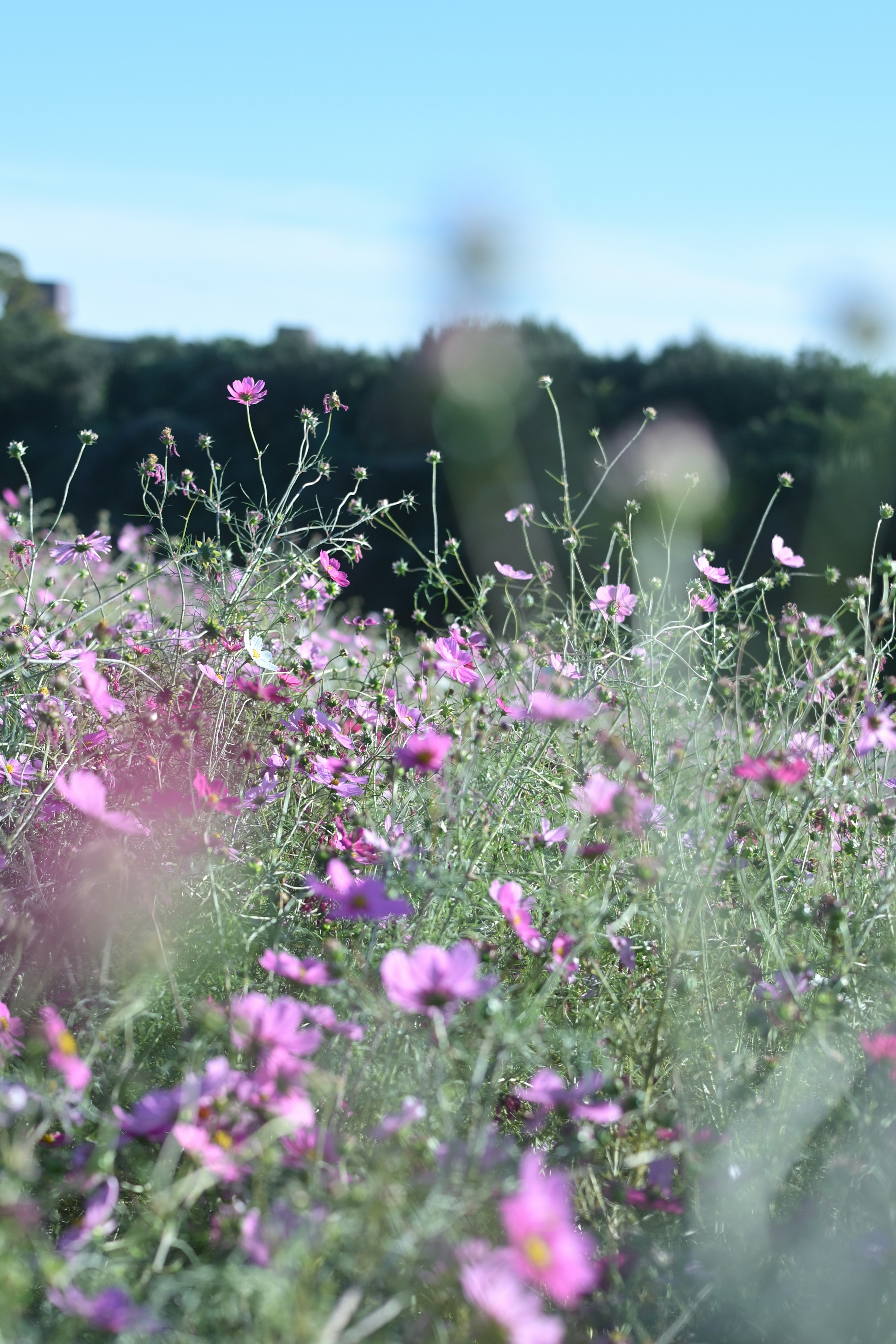 Un champ vibrant de fleurs épanouies sous un ciel bleu clair