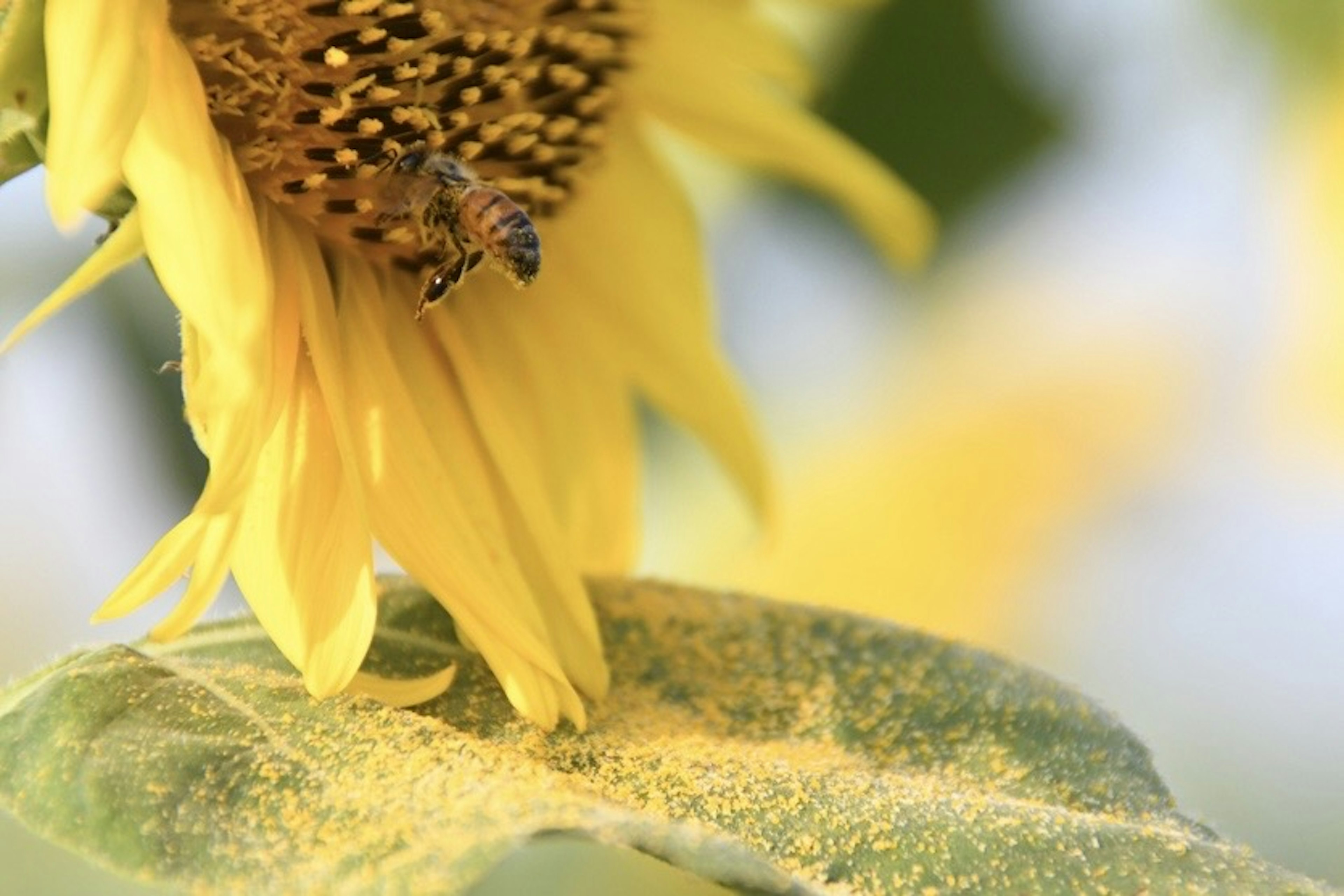 Imagen en primer plano de un girasol y una abeja