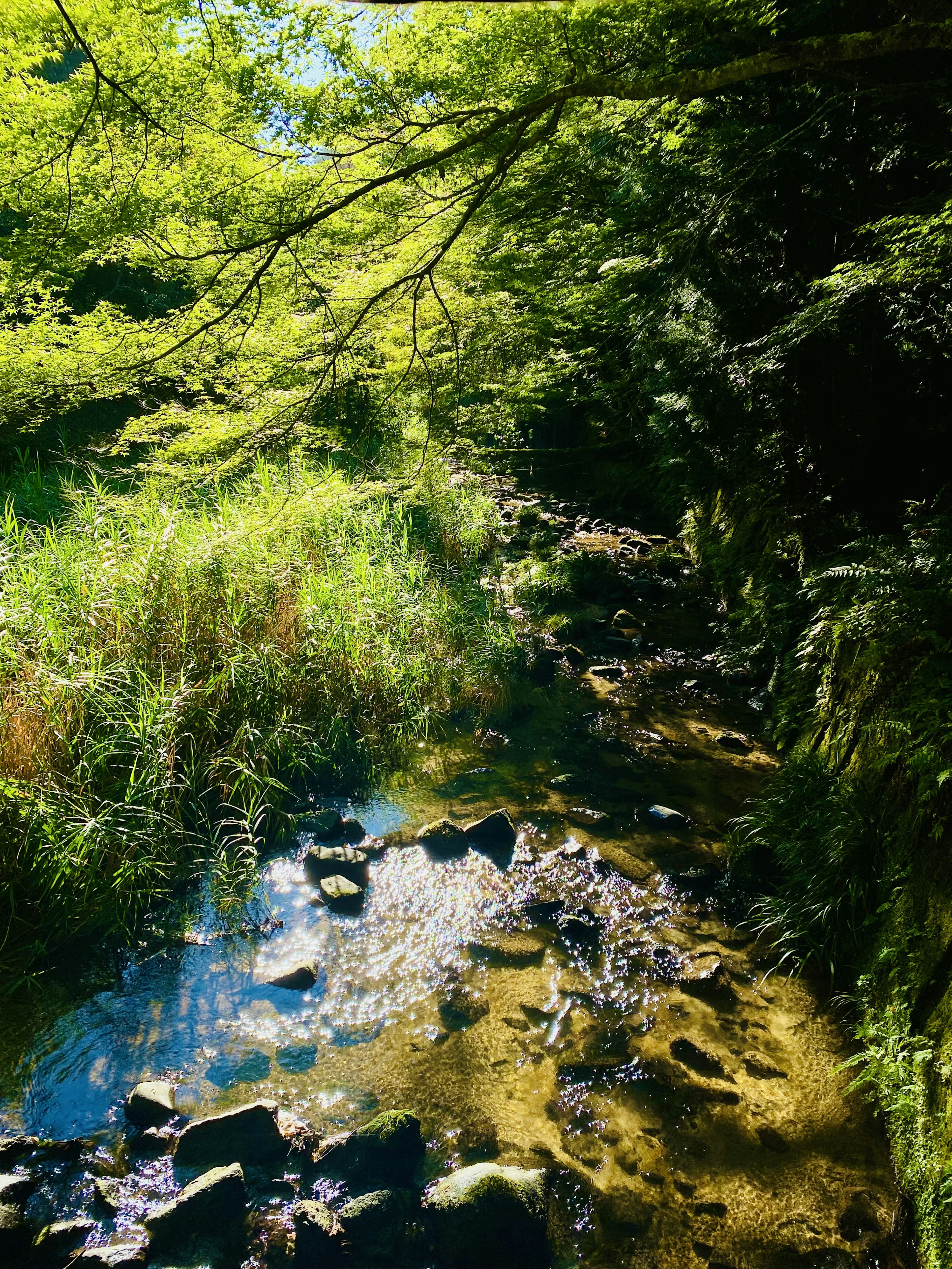 緑の木々に囲まれた小川の風景 石が点在し水面に反射する光