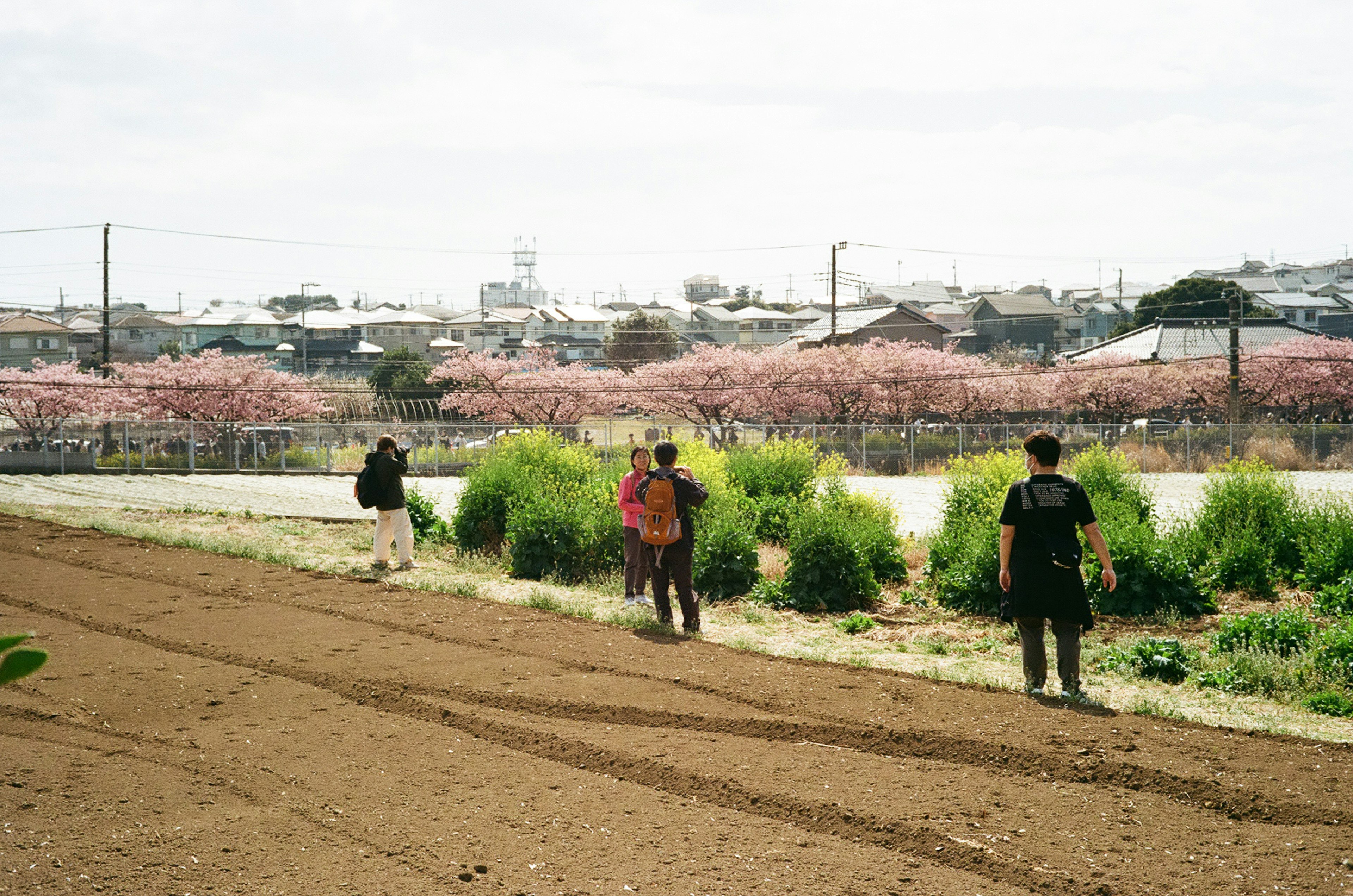 Personas trabajando en un campo con hierba verde y cerezos en flor al fondo