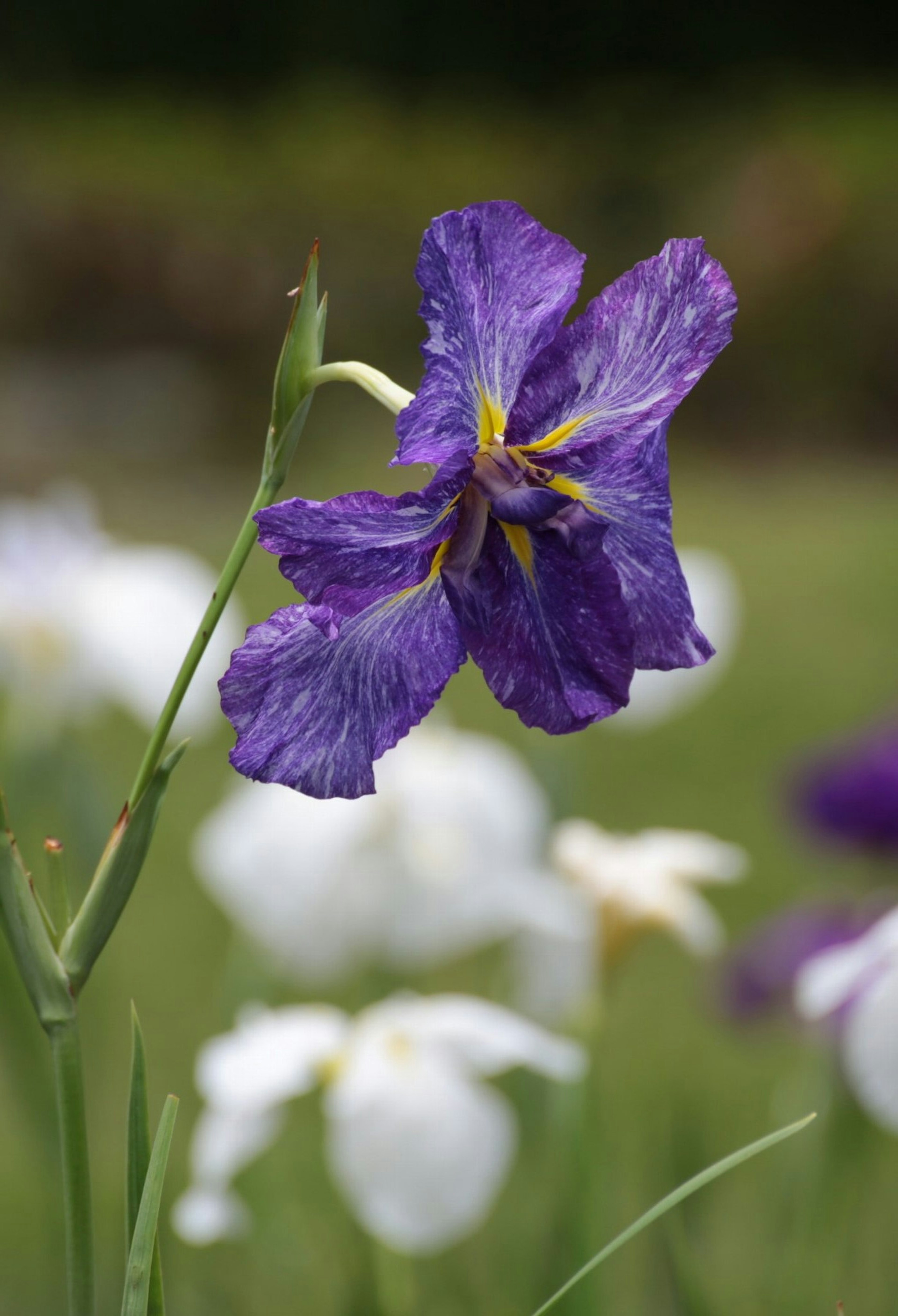 鮮やかな紫色の花が白い花々の中に立っている