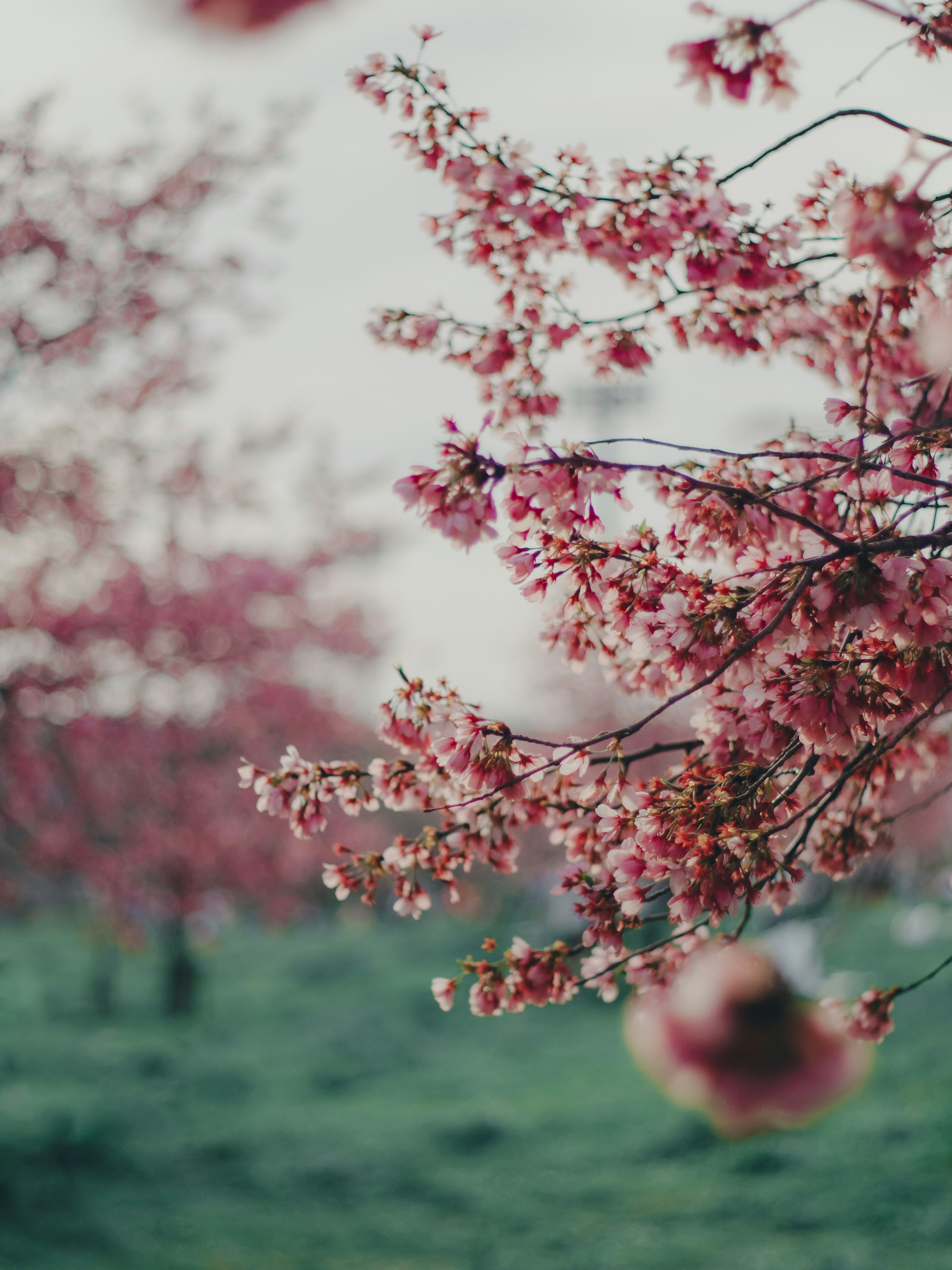 桜の花が咲いている木々の近景 緑の草地が背景に広がる