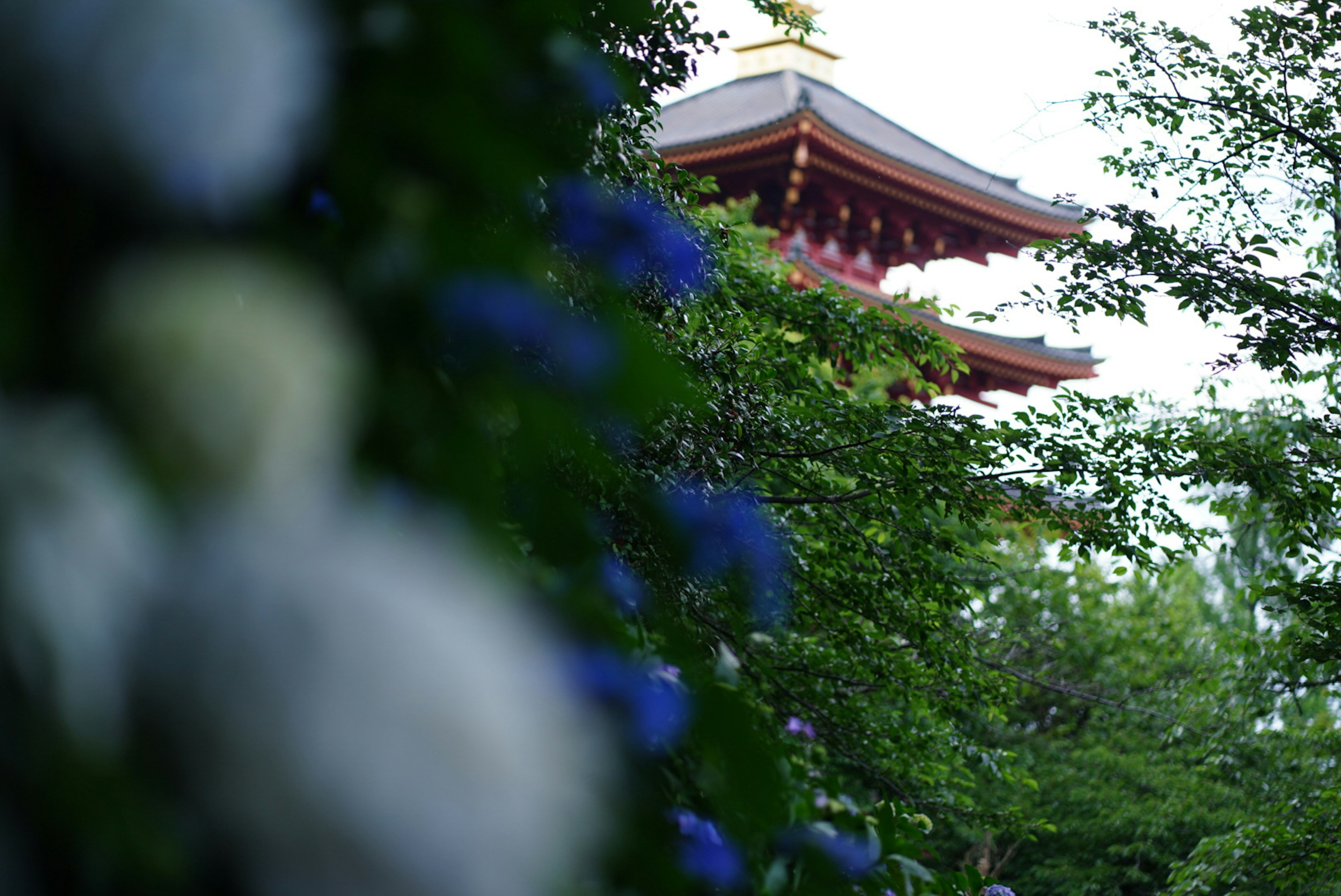 Red temple tower surrounded by blue hydrangeas and green foliage