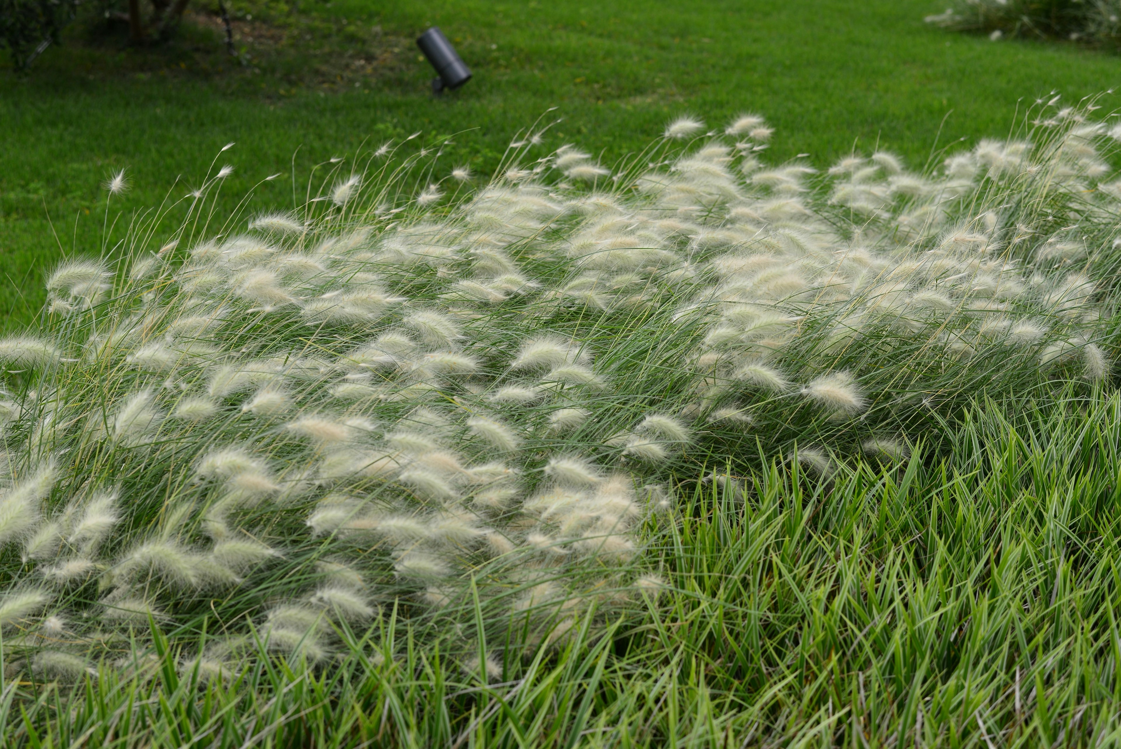 緑の背景に揺れる白い穂の草