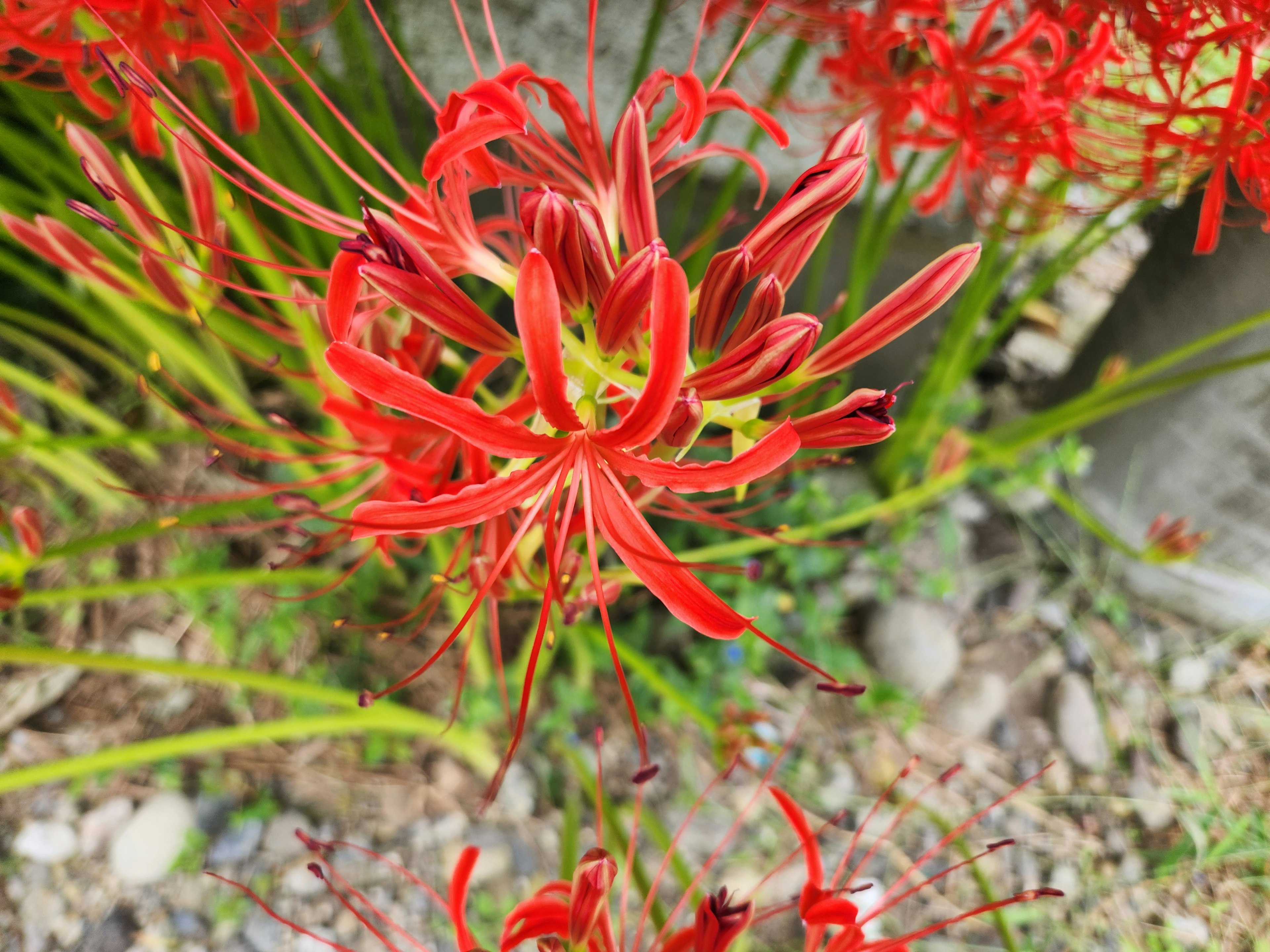 赤い花が咲いている植物のクローズアップ