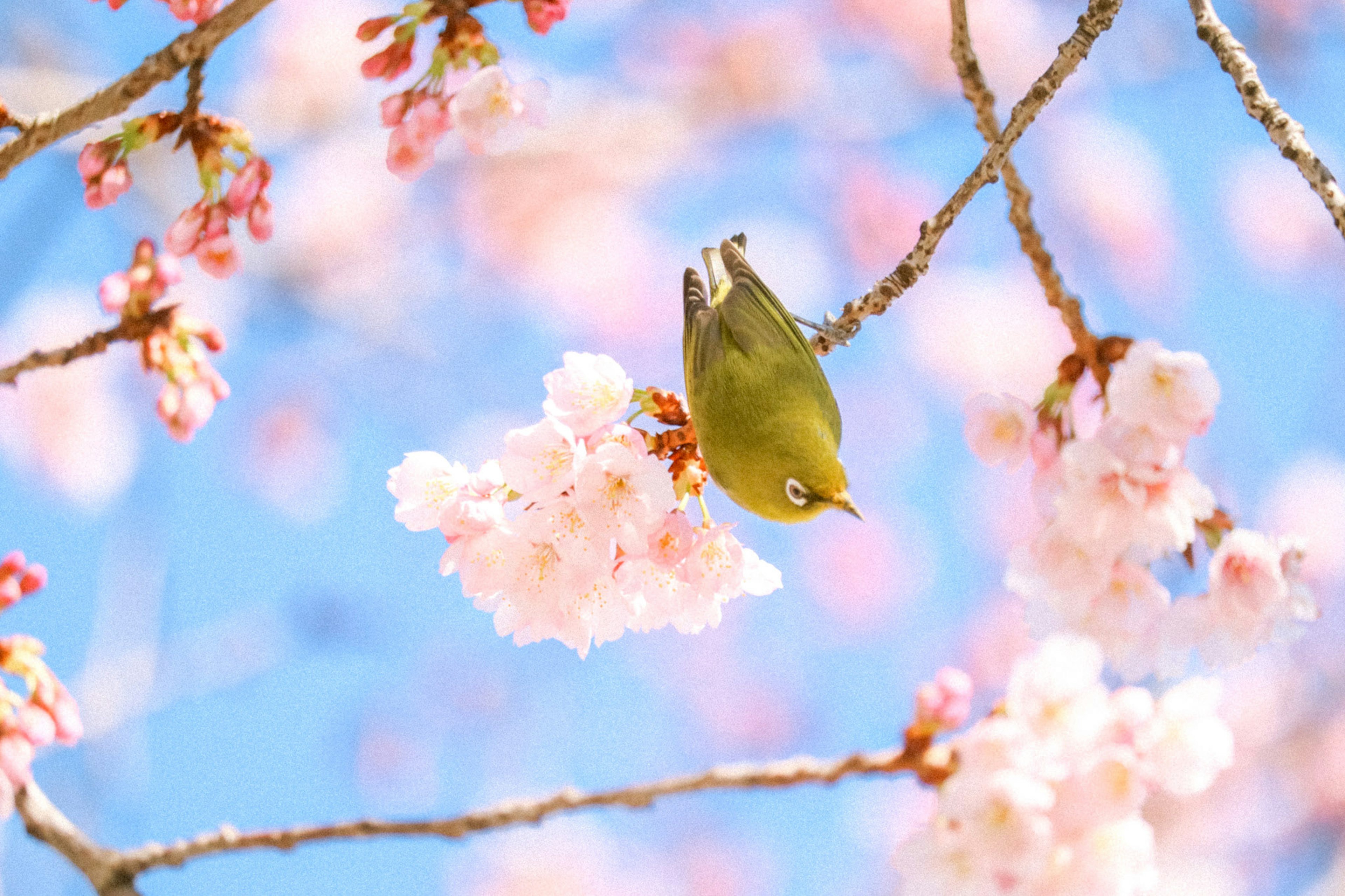 Seekor burung kecil hijau di antara bunga sakura dengan langit biru