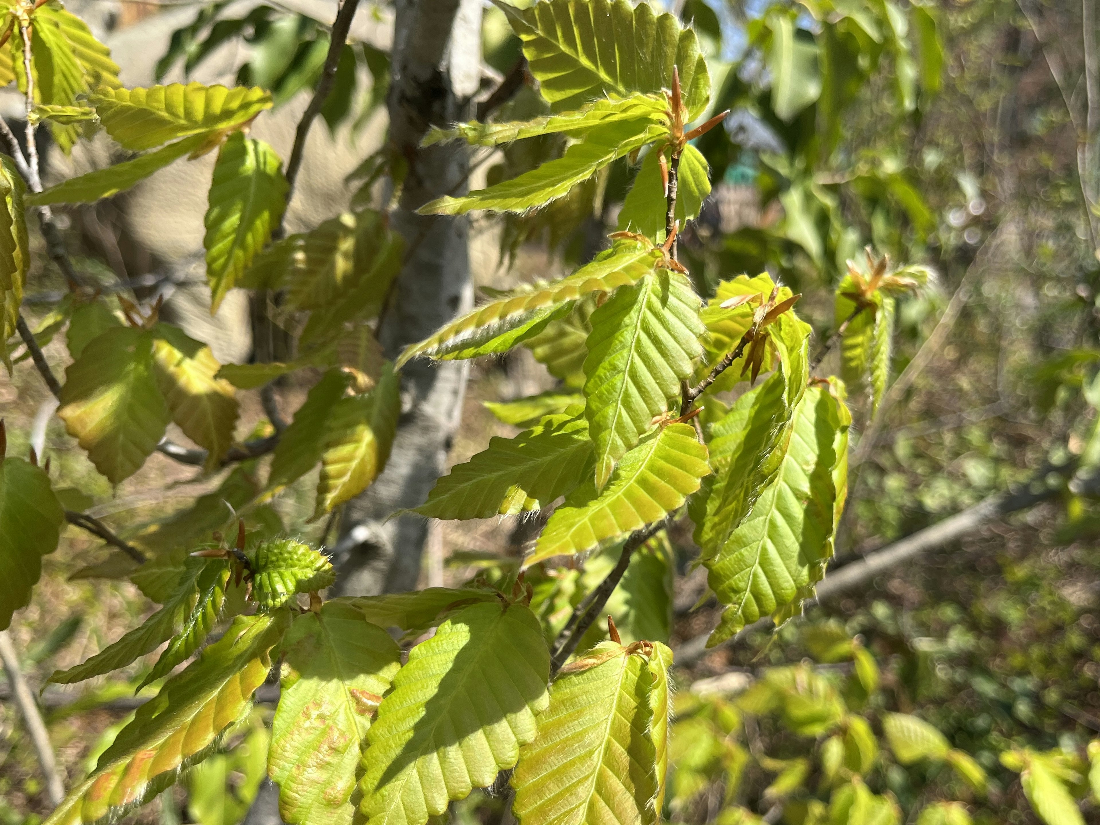 新緑の葉が生い茂る木の枝