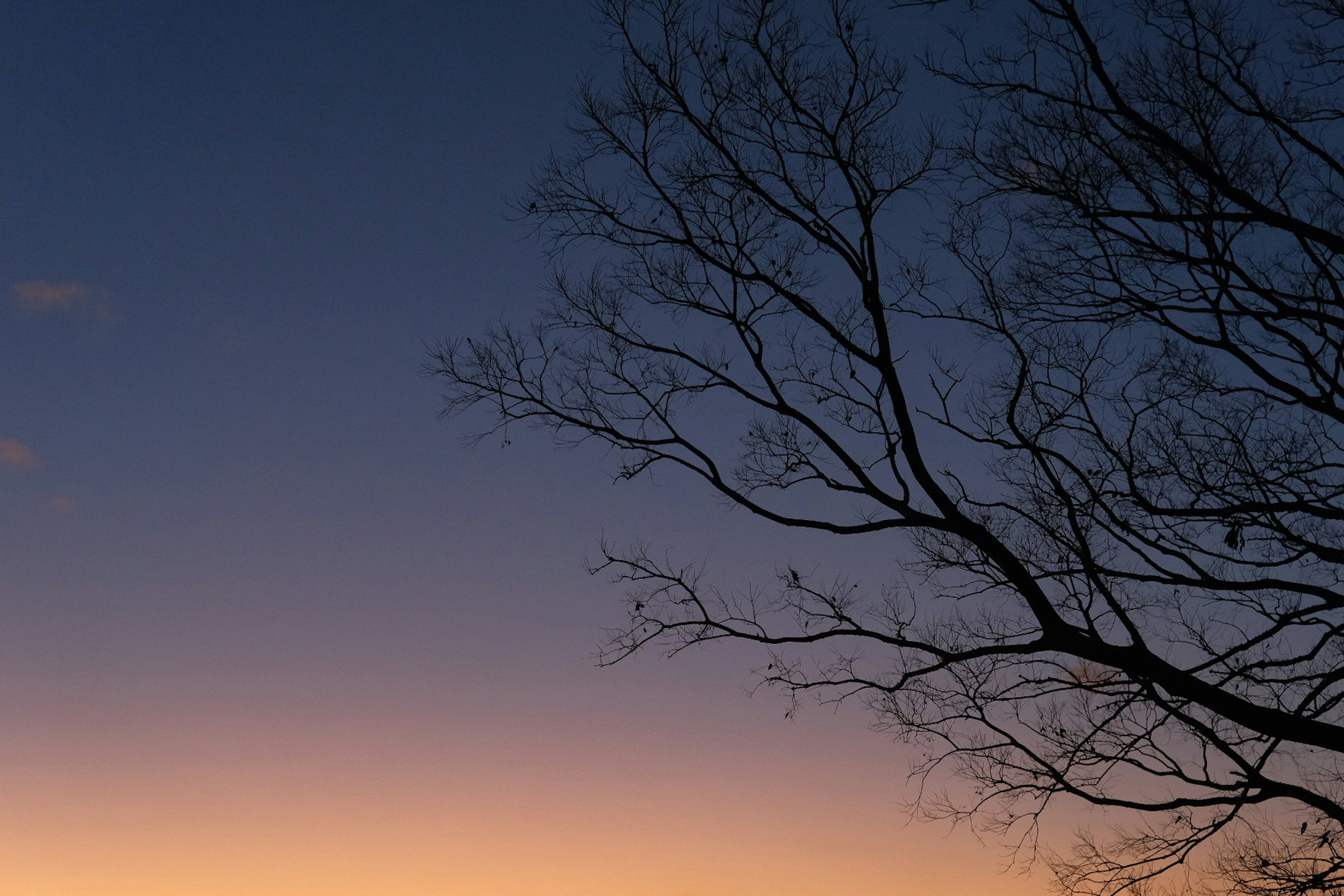 Ramas de árbol en silueta contra un cielo crepuscular