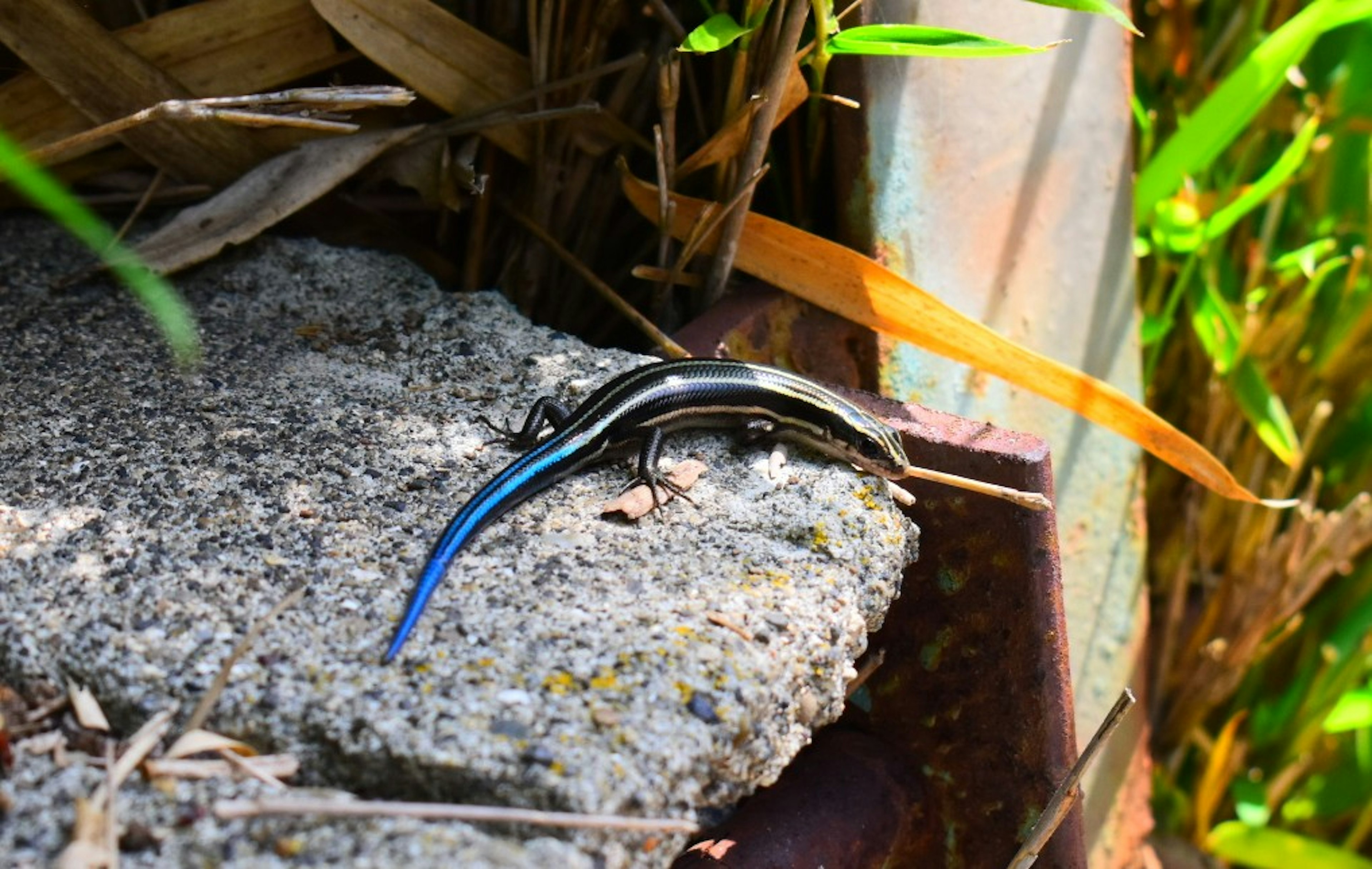 A black lizard with a blue tail on a concrete surface