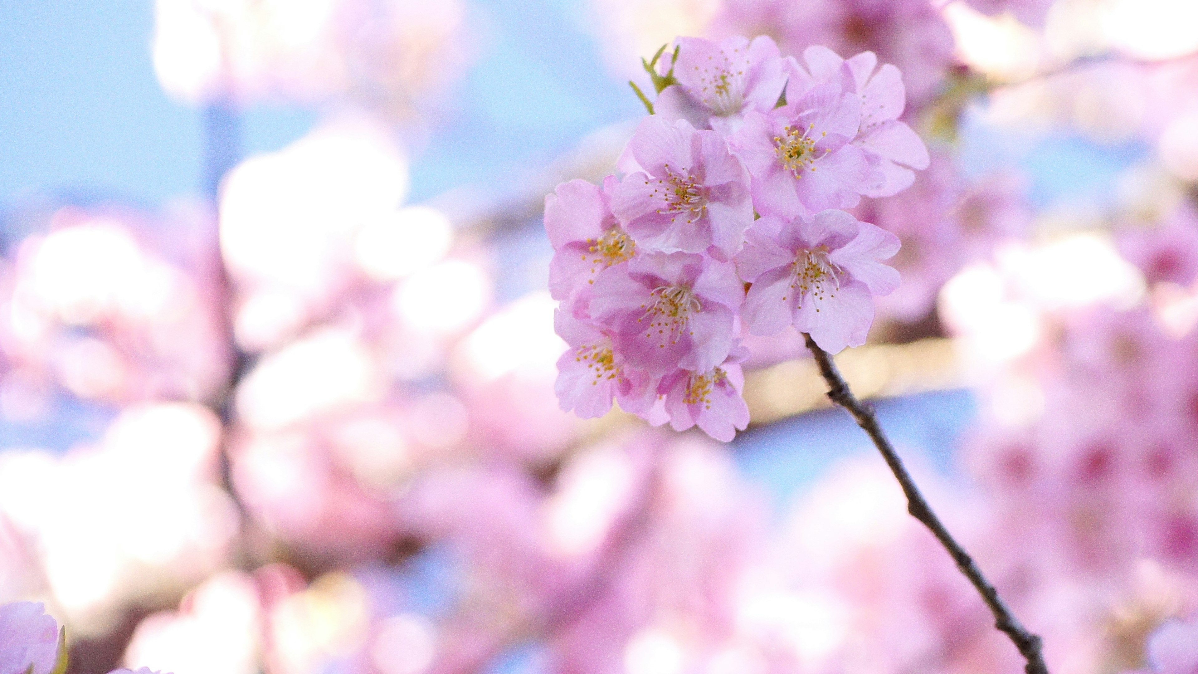 Light pink cherry blossoms blooming against a blue sky