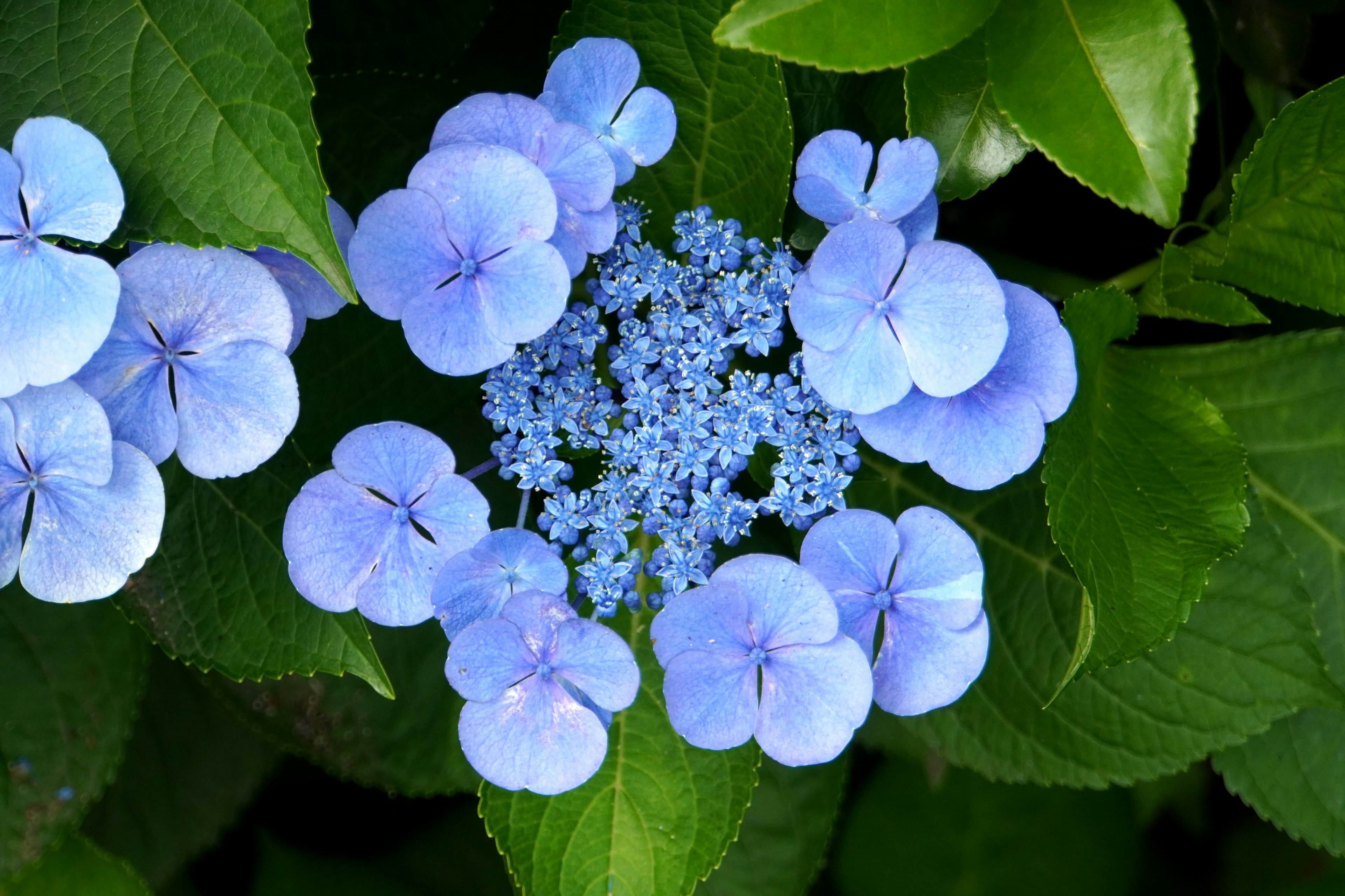 Blue hydrangea flowers with green leaves