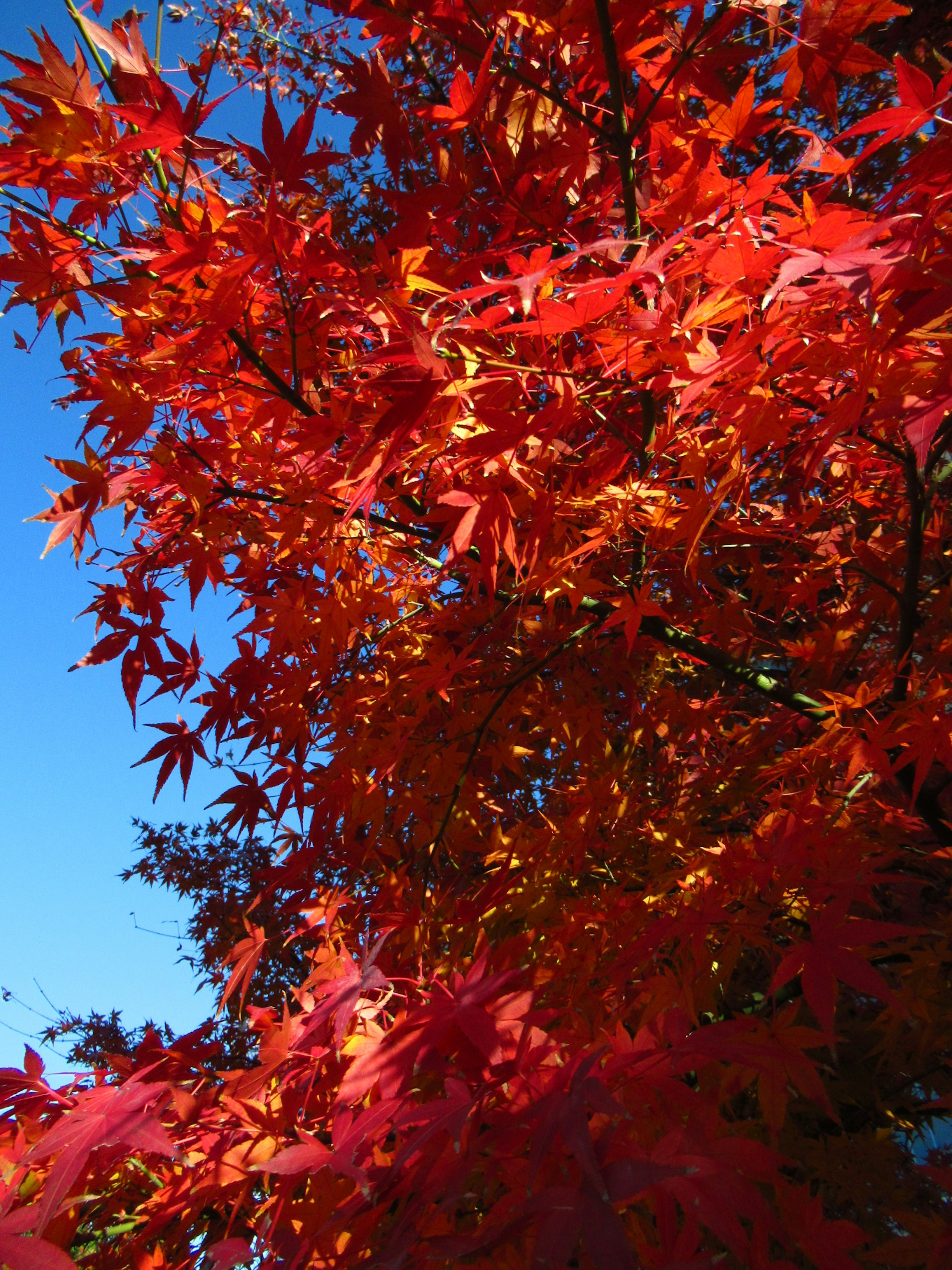 Feuilles rouges vibrantes brillent sous un ciel bleu